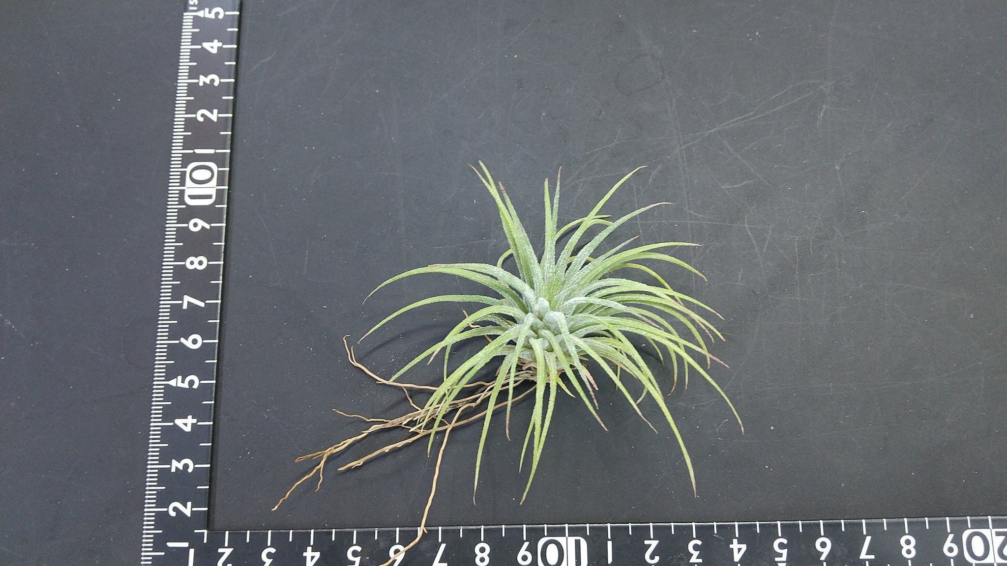 チランジア入荷リスト7/7｜NatureGarden🌿神田