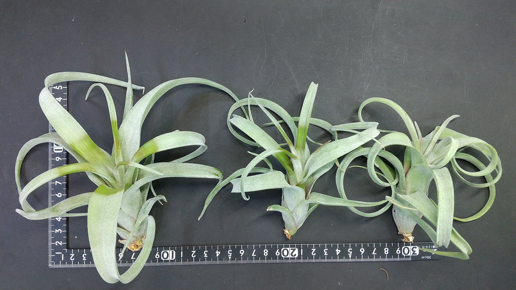 チランジア入荷リスト7/7|NatureGarden🌿神田 チランジア入荷リスト7/7|NatureGarden🌿神田