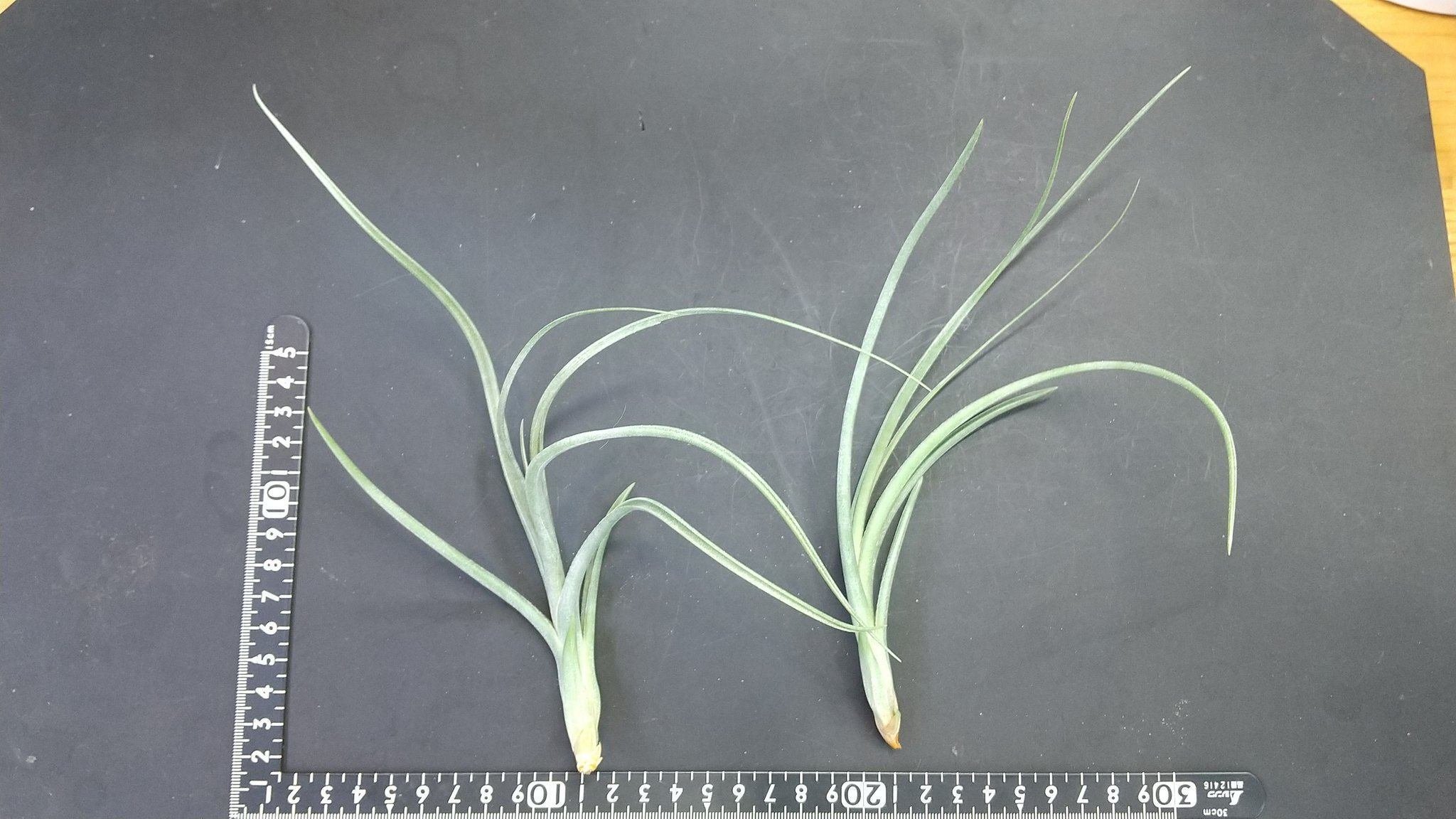 チランジア入荷リスト7/7｜NatureGarden🌿神田