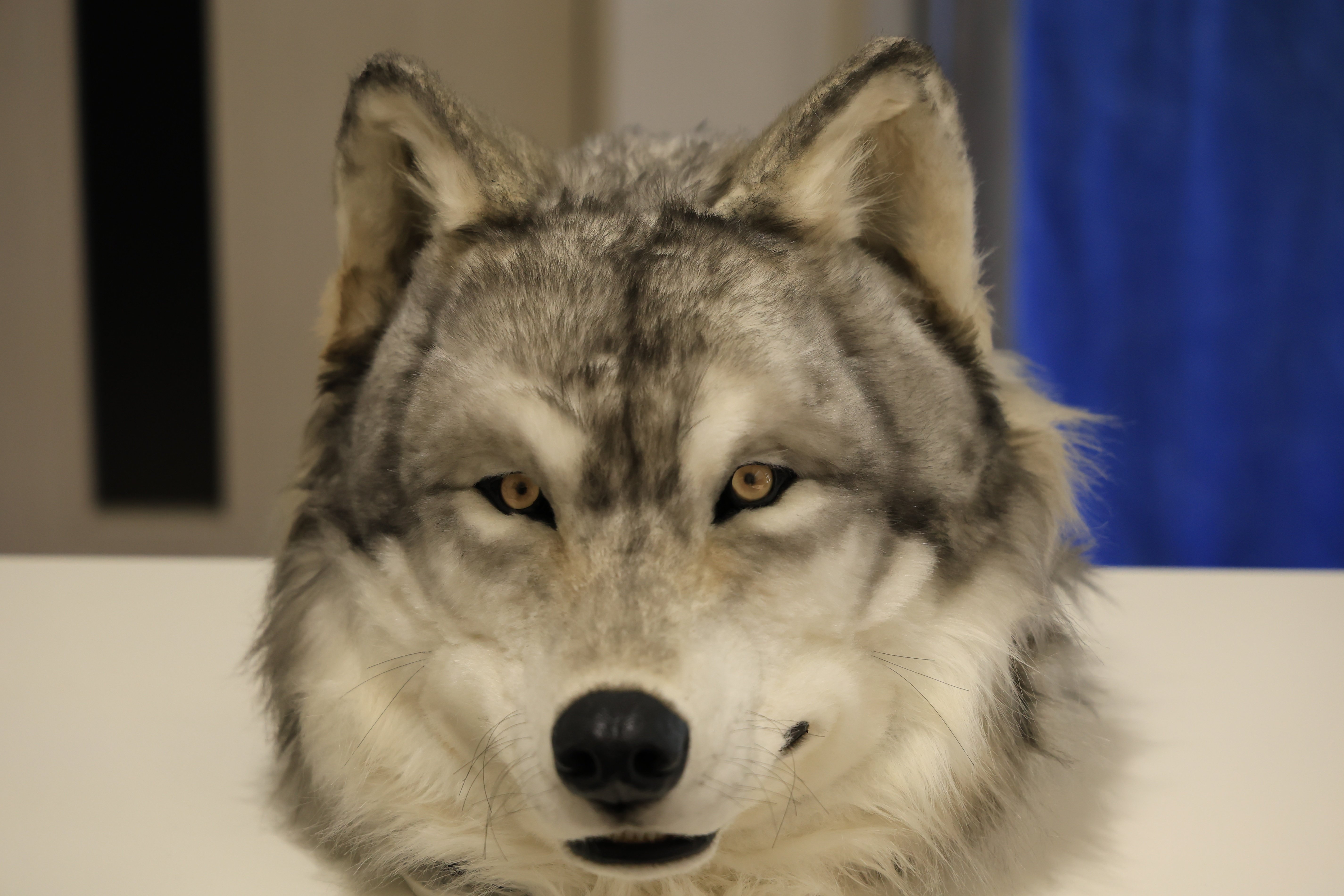 着ぐるみの製作を依頼した経緯から完成まで｜Timber Wolf