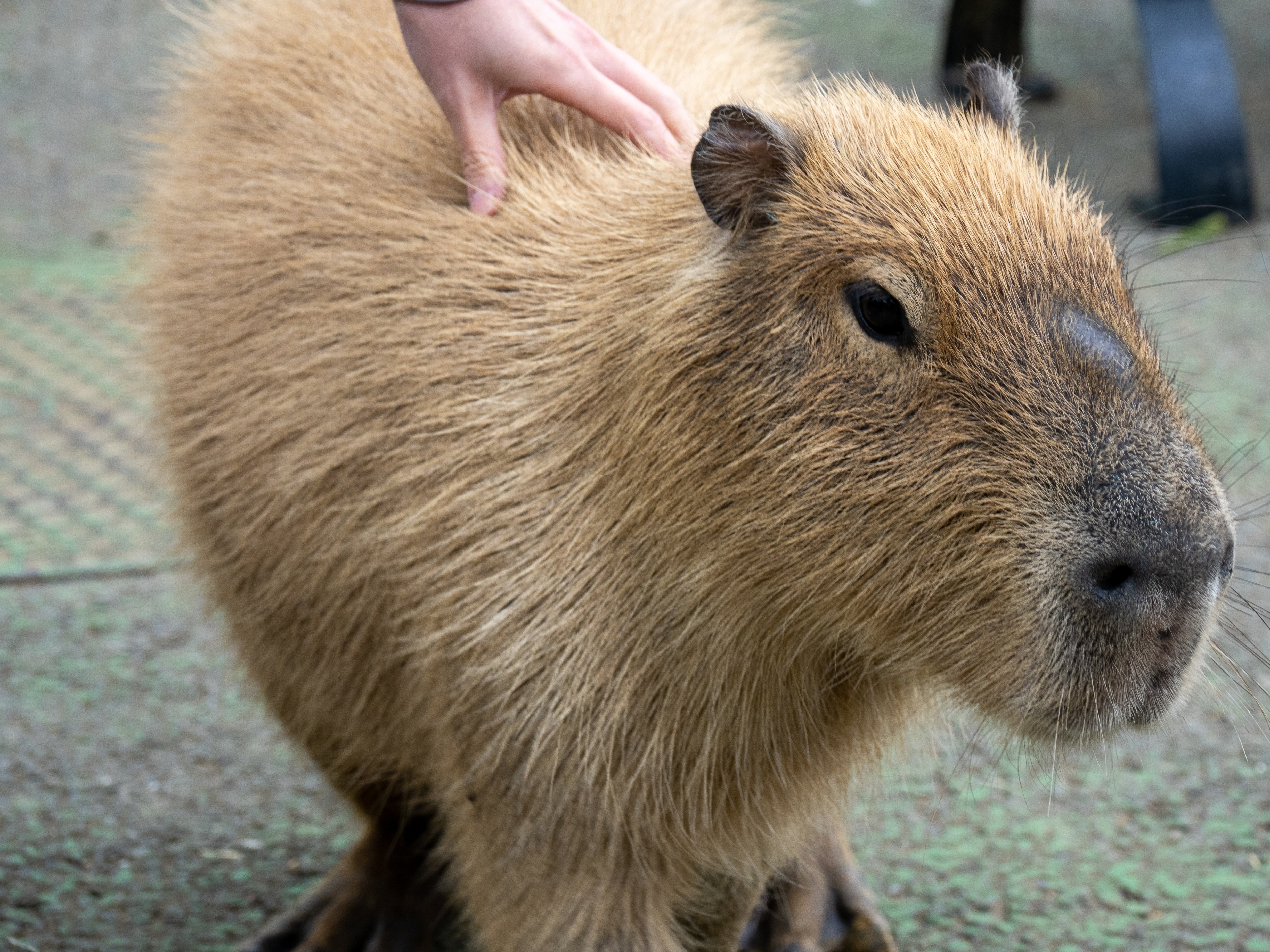 伊豆シャボテン動物公園：カピバラやカンガルーとのふれあい体験が