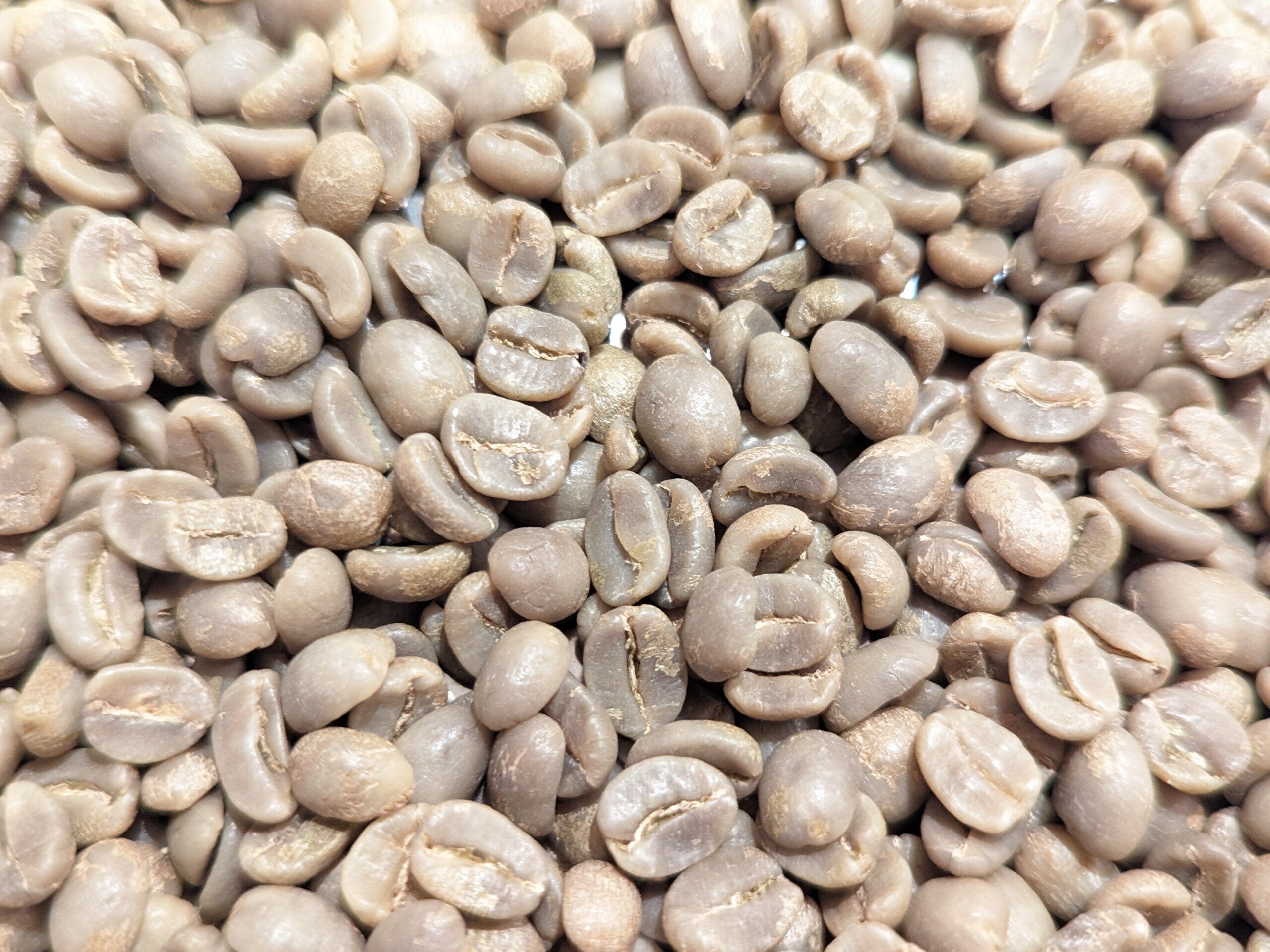 生豆 パナマ ゴールデンビートル SHB 10kg コーヒー 珈琲生豆 生豆 パナマ ゴールデンビートル SHB 10kg コーヒー 珈琲生豆