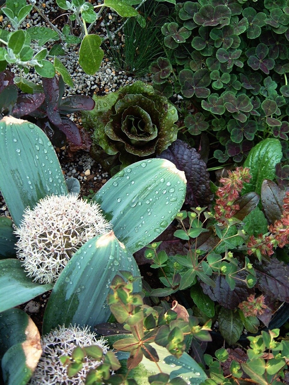 たぬきち様　フリチラリアペルシカ２球　ネプスキアヌム2球　カラタビエンセ2球 楽天市場】【球根販売】 フリチラリア ペルシカ【1球入り】 : お