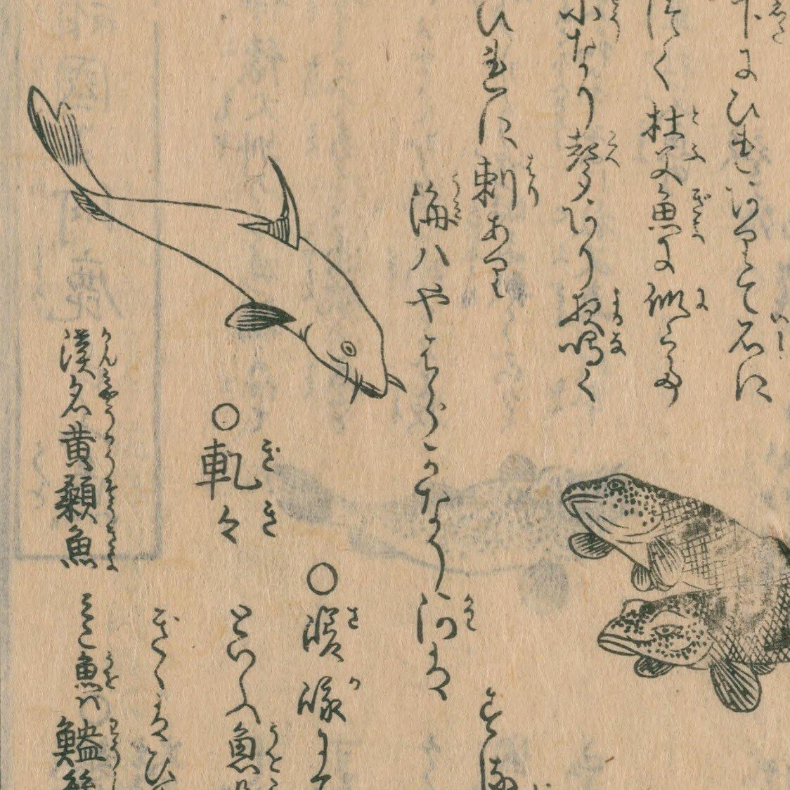 Amazon.co.jp: 源真楫(林国雄)著 本居大平序『河蝦考』(全2冊揃