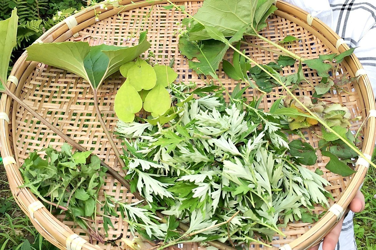 日本防災植物協会／斉藤香織さん｜プライムトーク