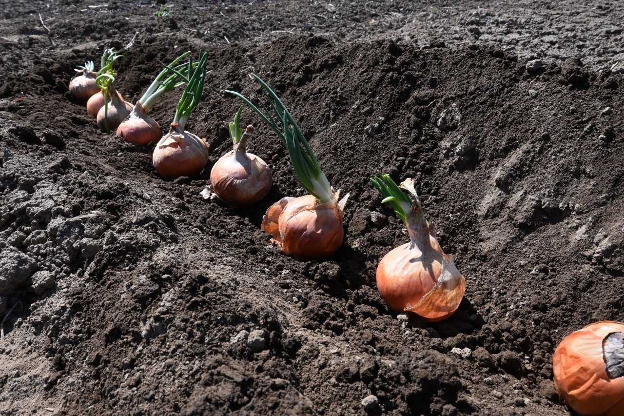 おじいちゃん作った玉ねぎ おじいちゃん作った玉ねぎ