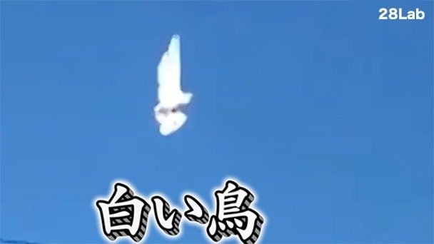 第2595回 鳥の衝撃的な出来事｜翆野 大地