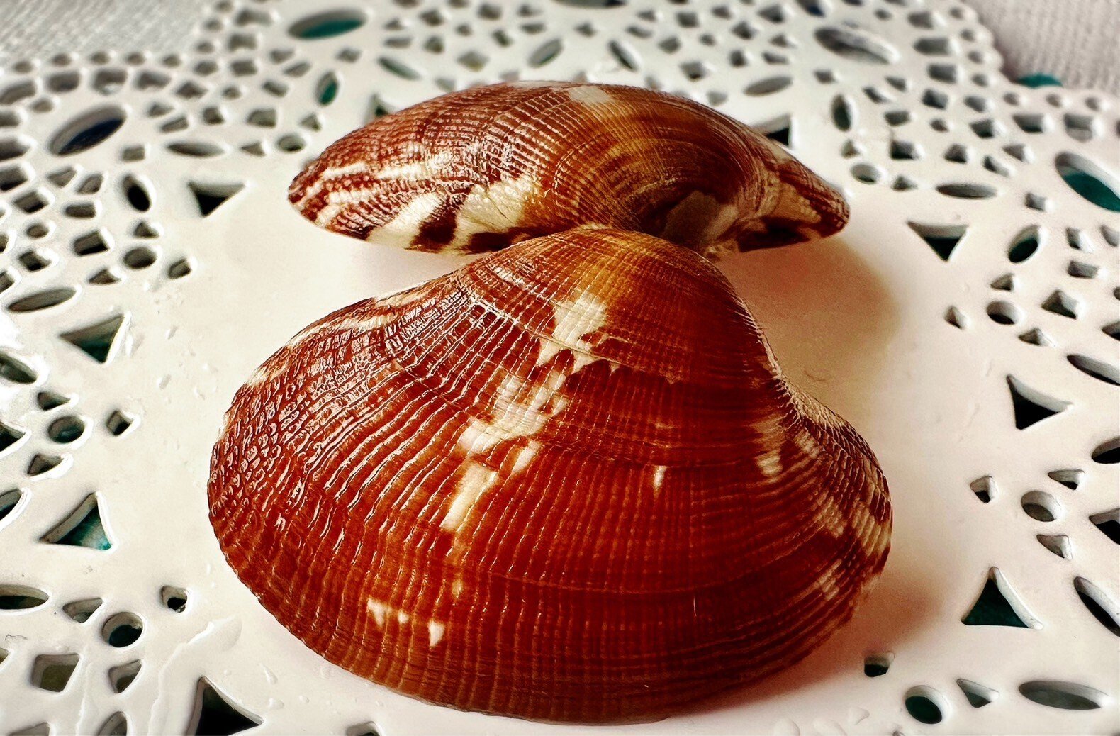 あさりの貝殻模様はどうやってつくられる？③｜あさりの魅力研究家/朝