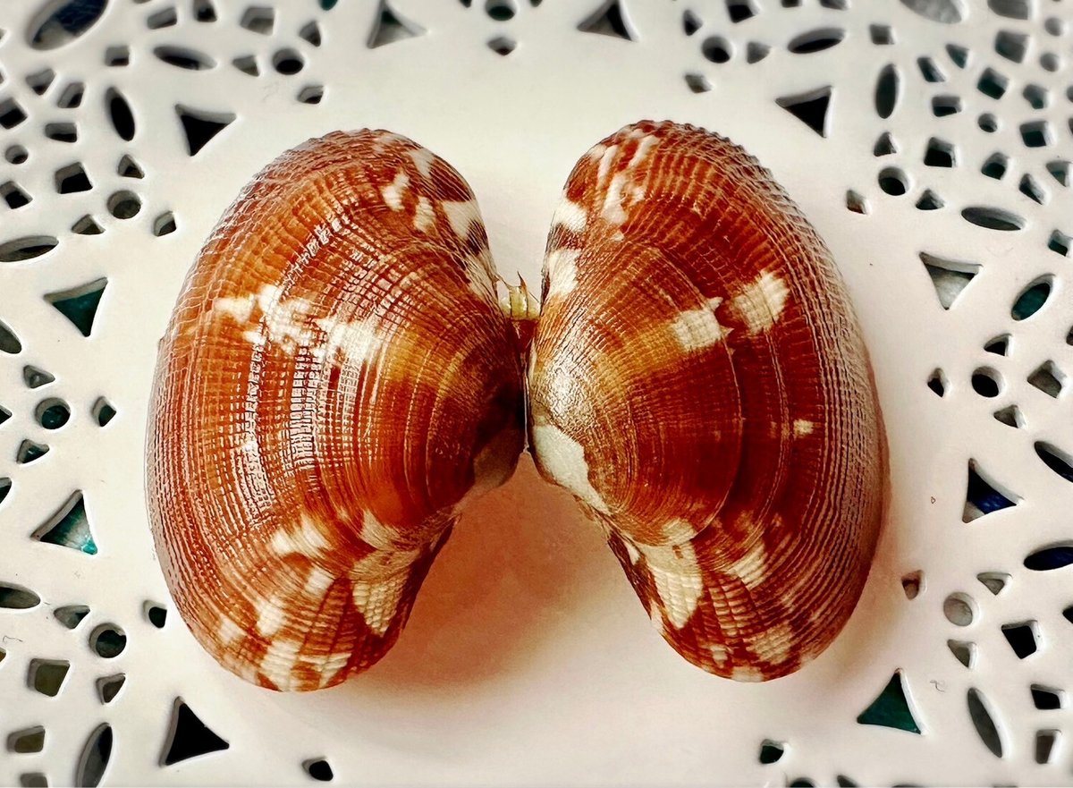 あさりの貝殻模様はどうやってつくられる？③｜あさりの魅力研究家/朝  