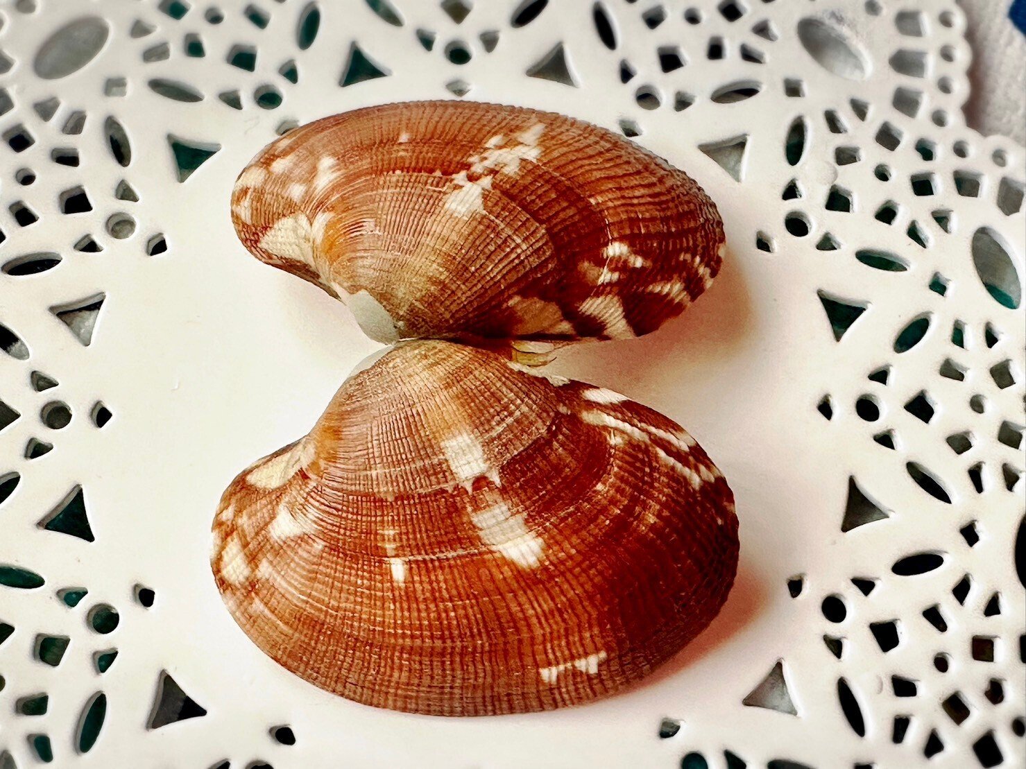 あさりの貝殻模様はどうやってつくられる？③｜あさりの魅力研究家/朝