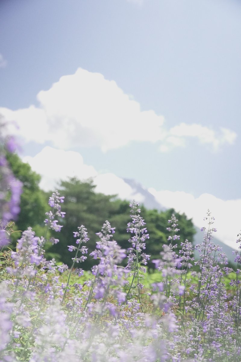 紫の花と富士山の写真