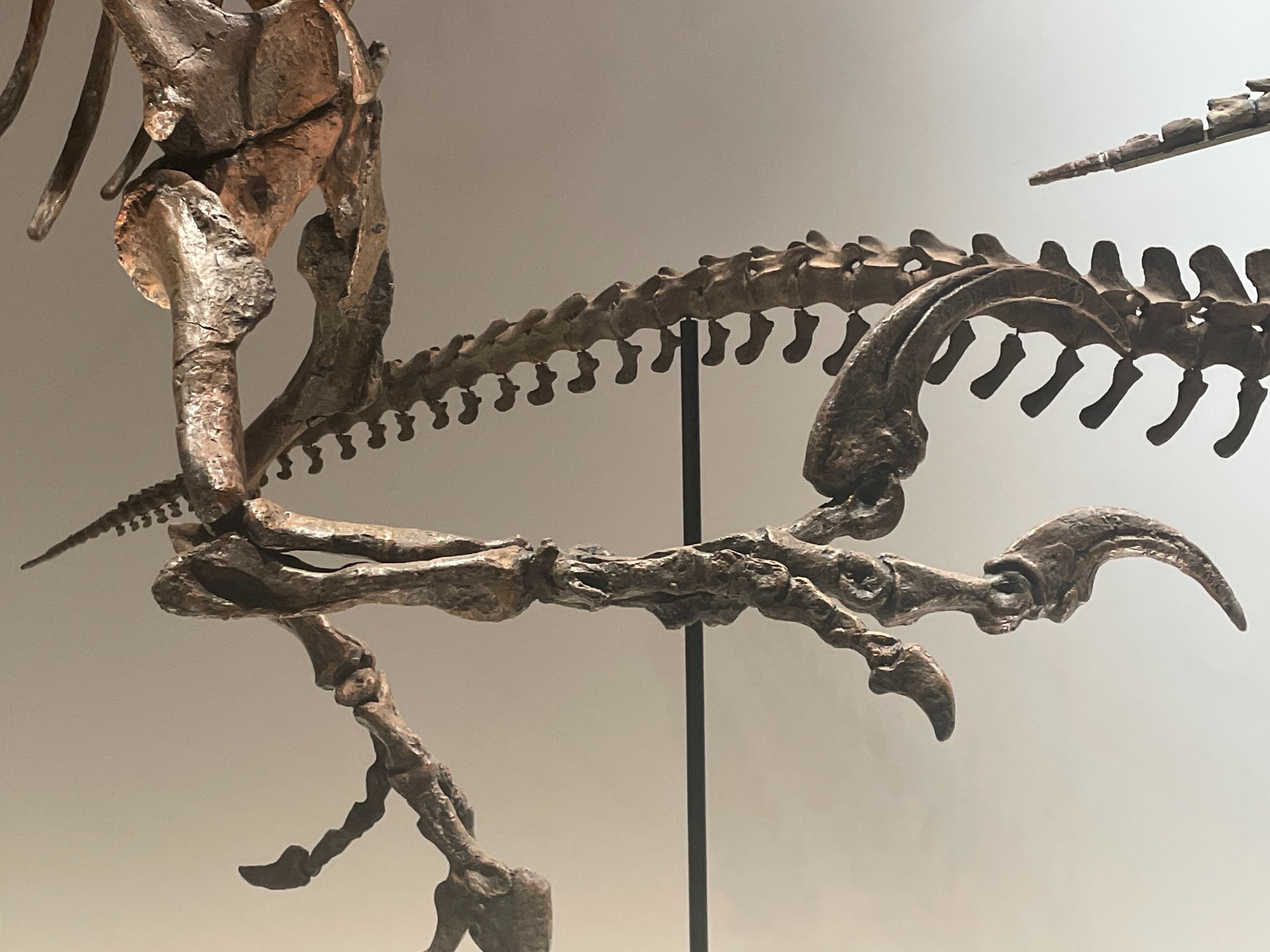 獣脚類と四足歩行:アロサウルスとシュアンハノサウルス｜ヤマタノオロチ