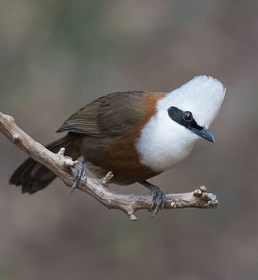 第2596回 鳥との関わり｜翆野 大地