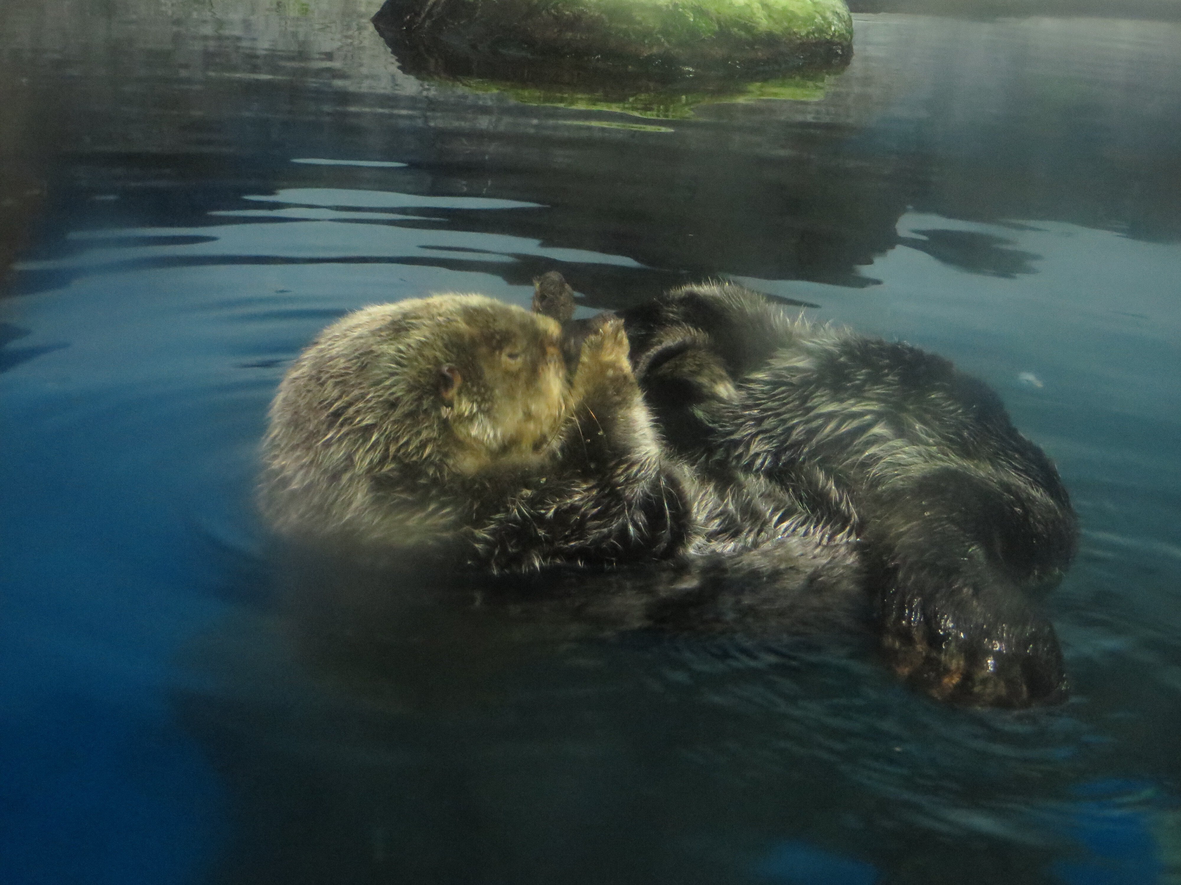 最近まで水族館に居たラッコたちの話。｜Olivine