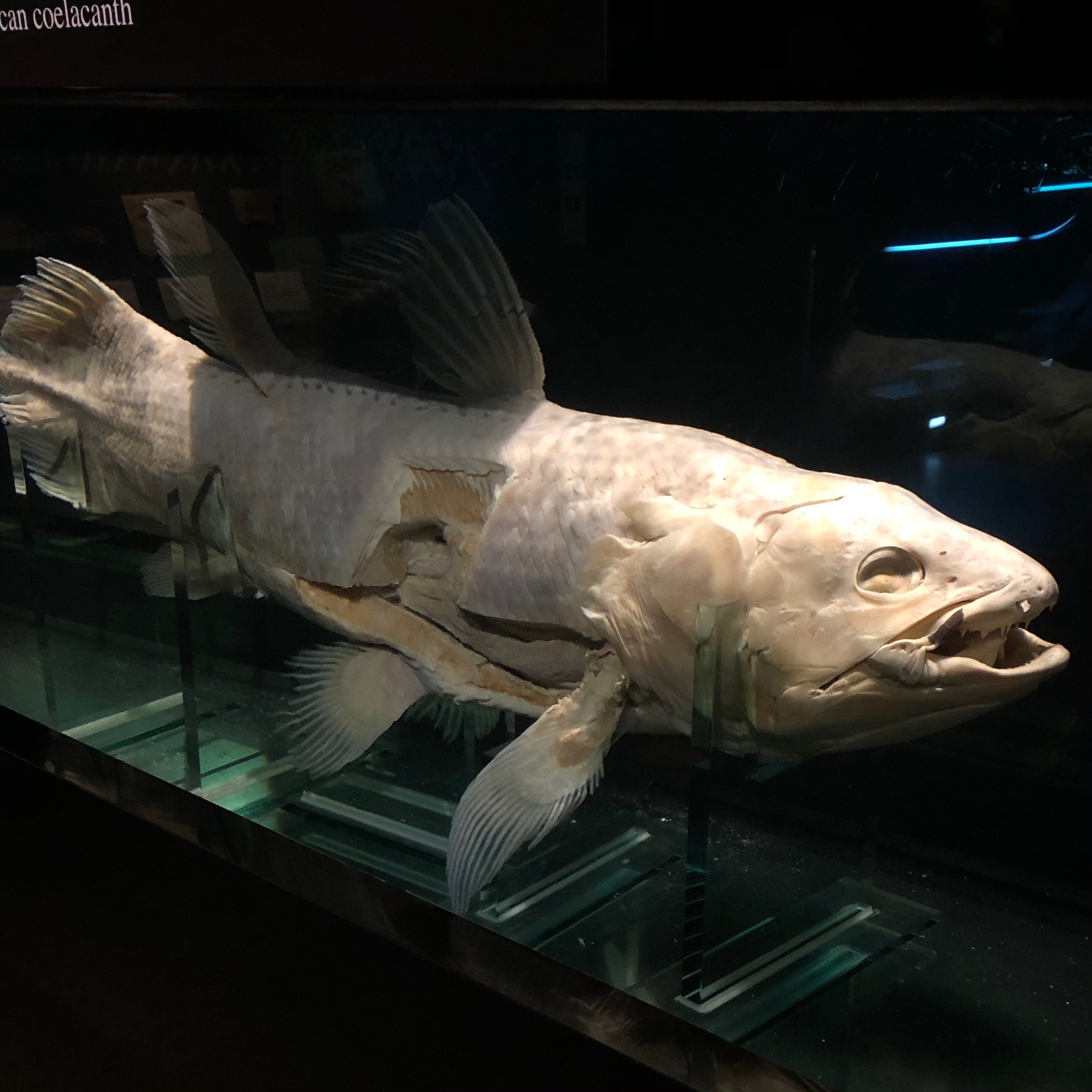 シーラカンスの真正面｜ロメ