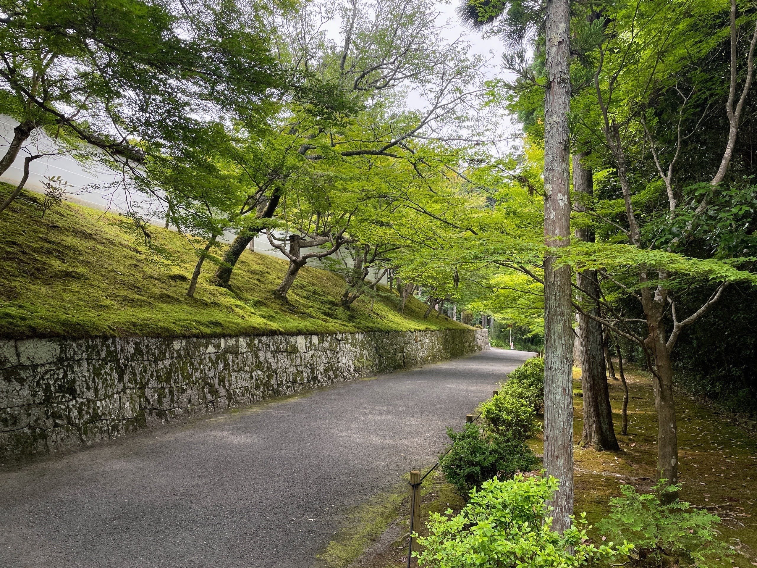 国宝「黄不動明王像」 里帰り特別公開 ／京都・曼殊院門跡