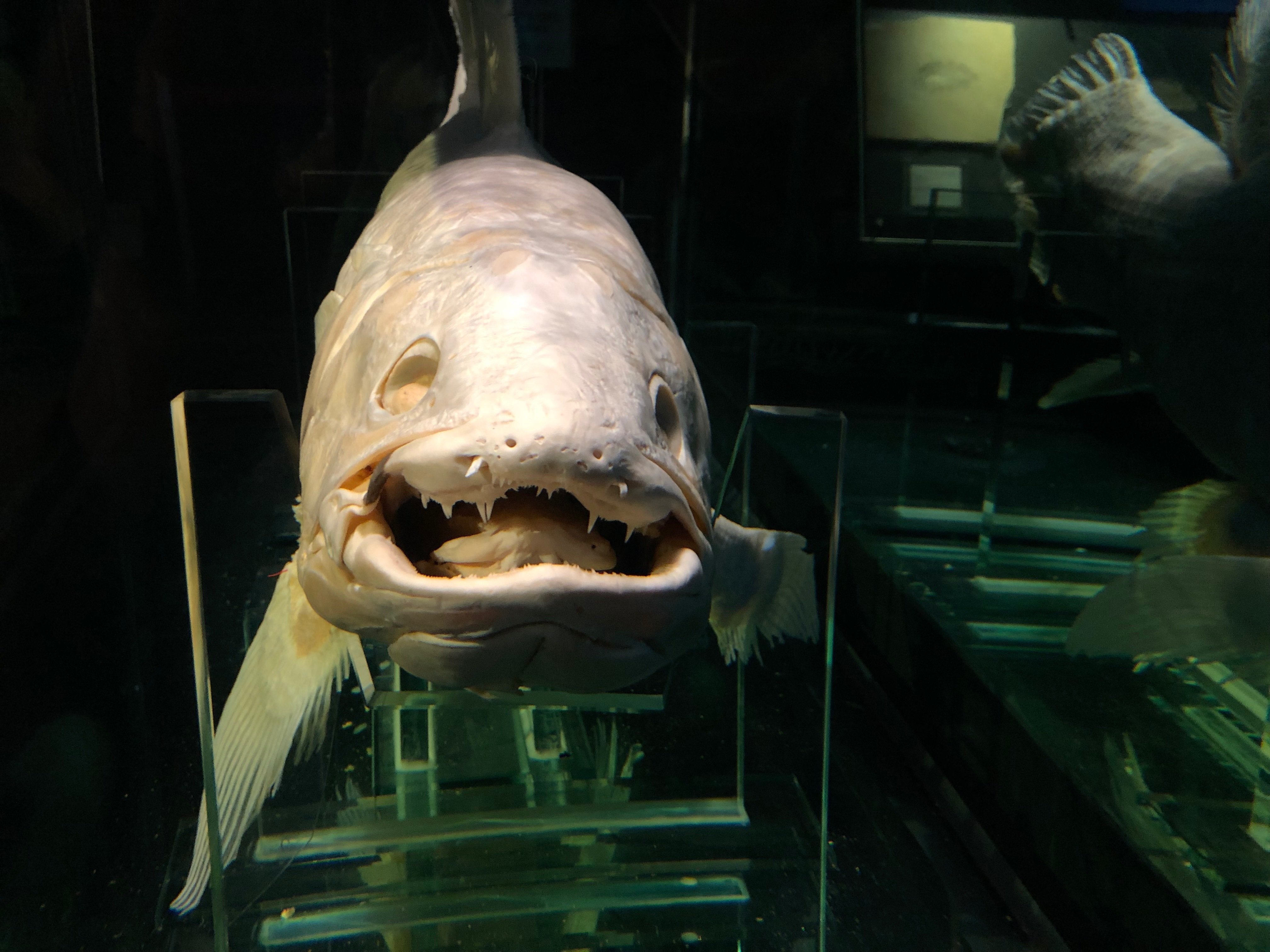 シーラカンスの真正面｜ロメ