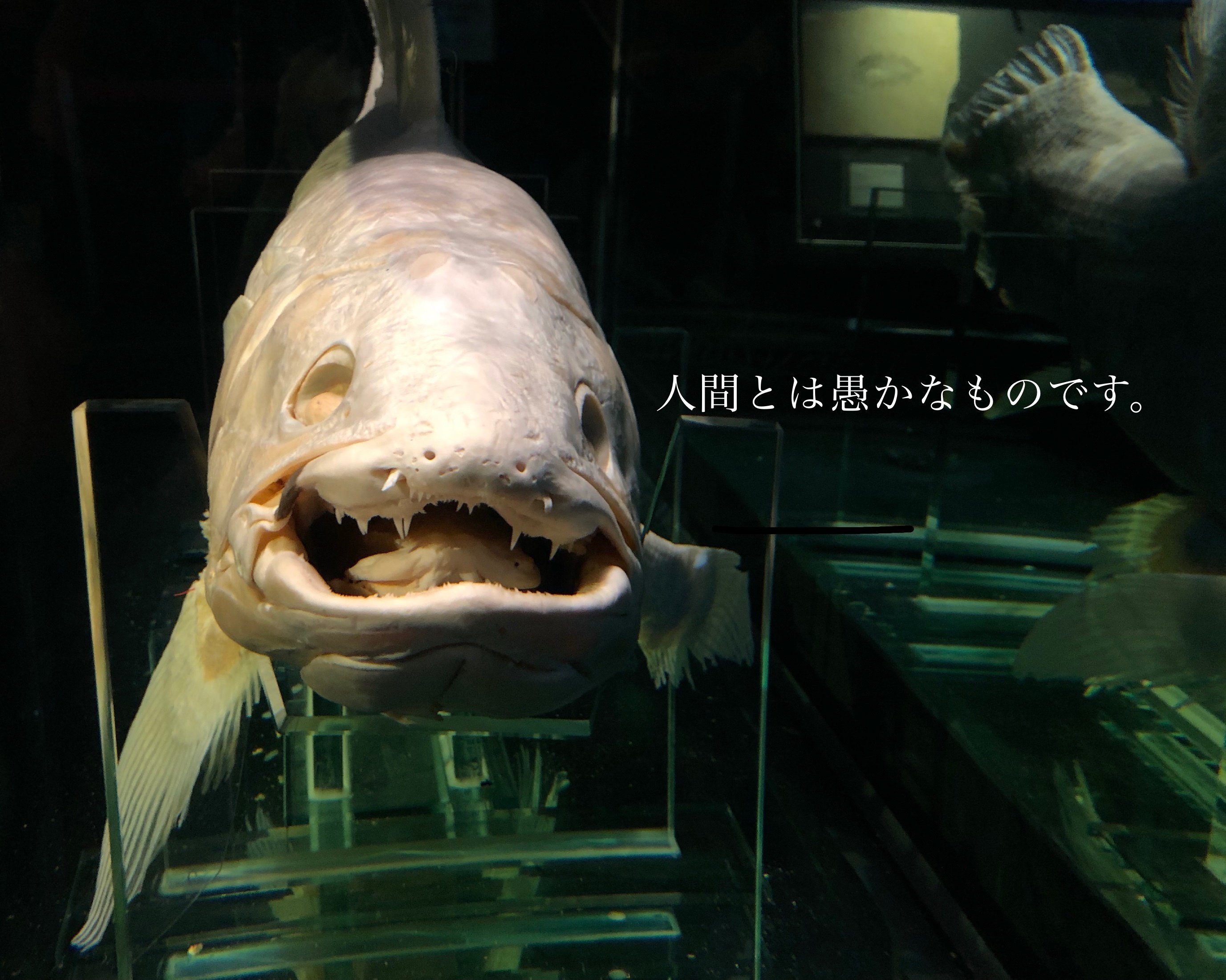 シーラカンスの真正面｜ロメ