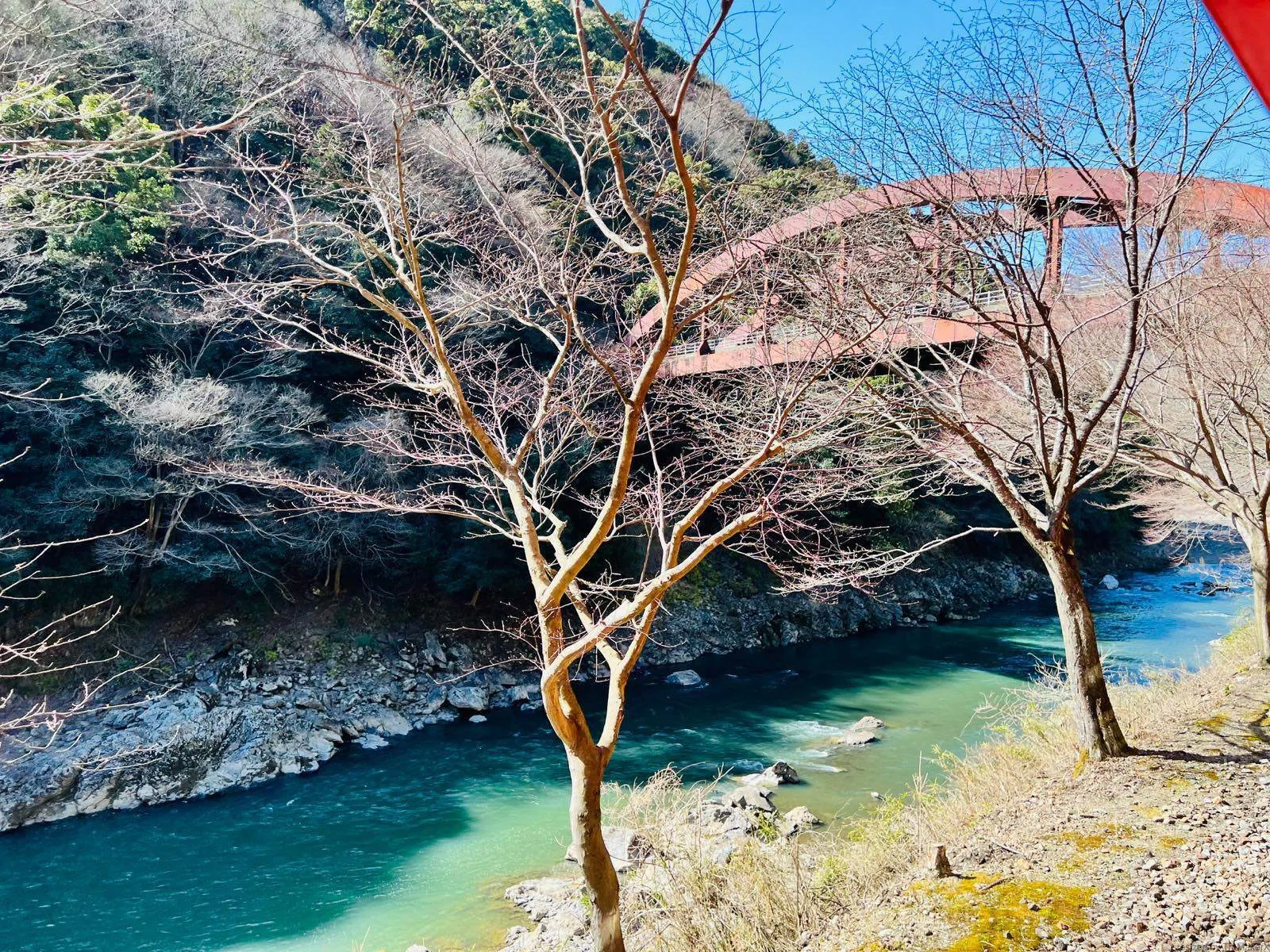 京都】嵯峨野トロッコ列車と竹林散歩｜ohisamayoko