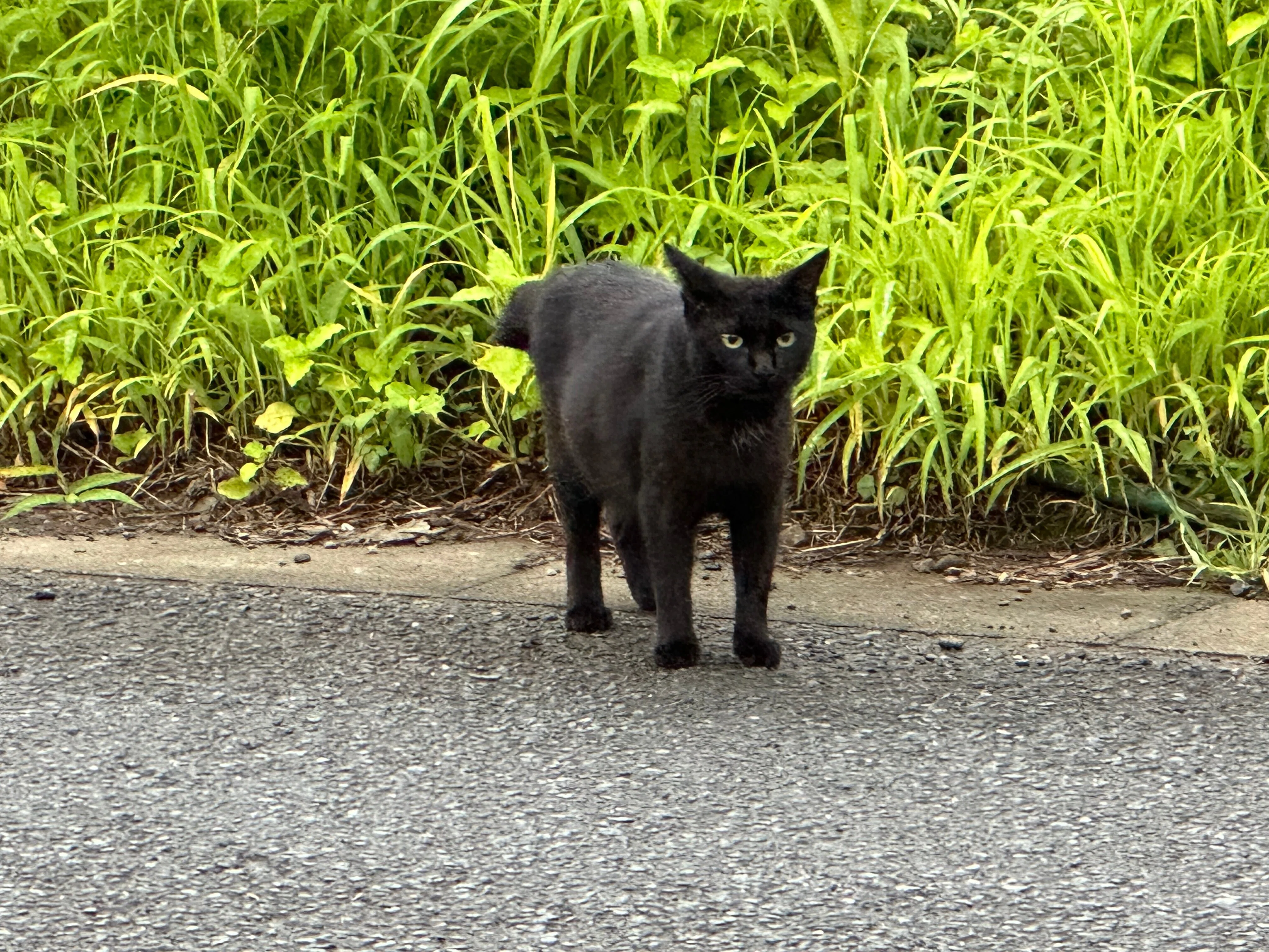 2023/7/15 浜北区で見つけたもの #野良猫 #カエル｜NicePapa 平野 尚志