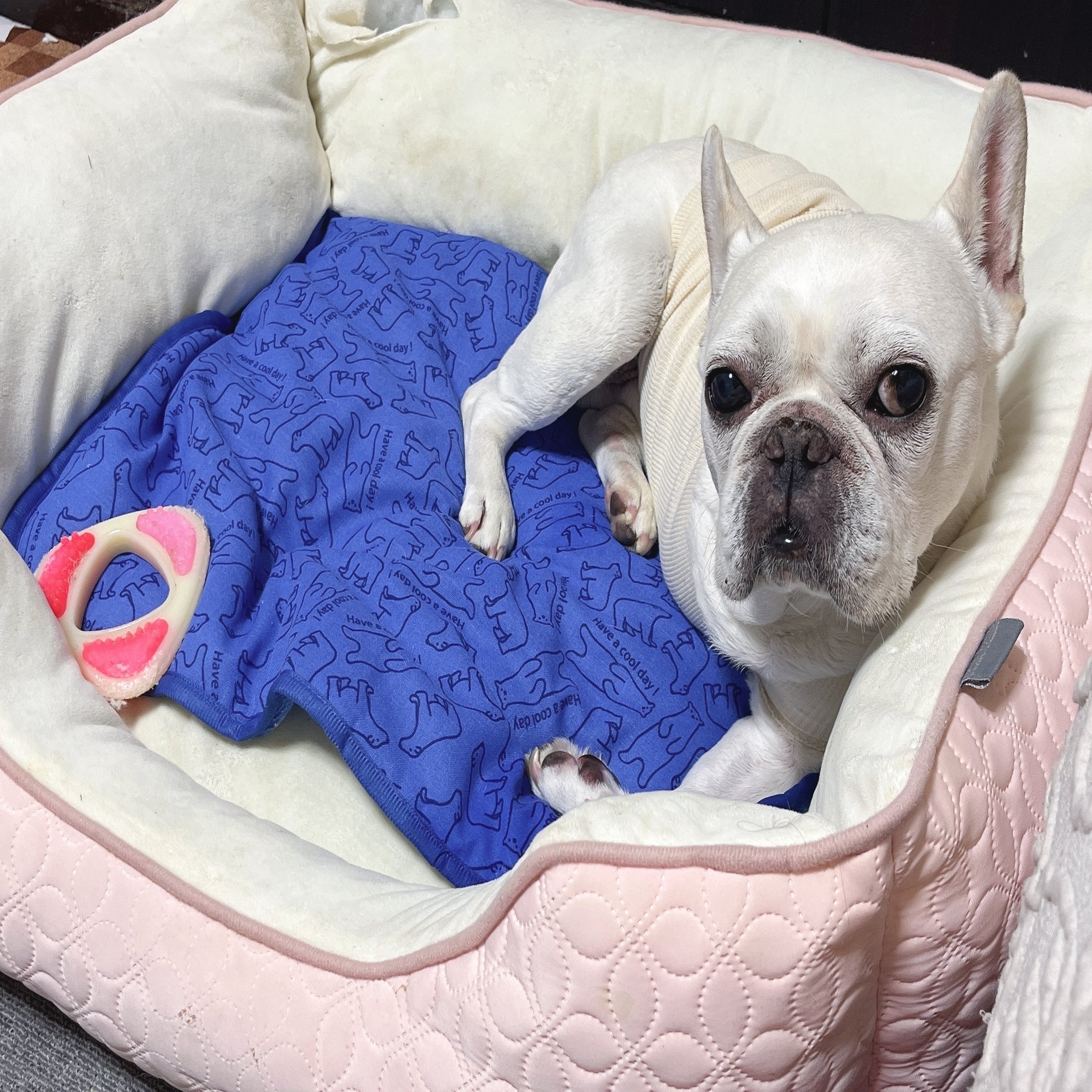 フレンチブルドッグ・ブルドッグの洋服通販の専門店 | andCharlie, image size:2000x1500