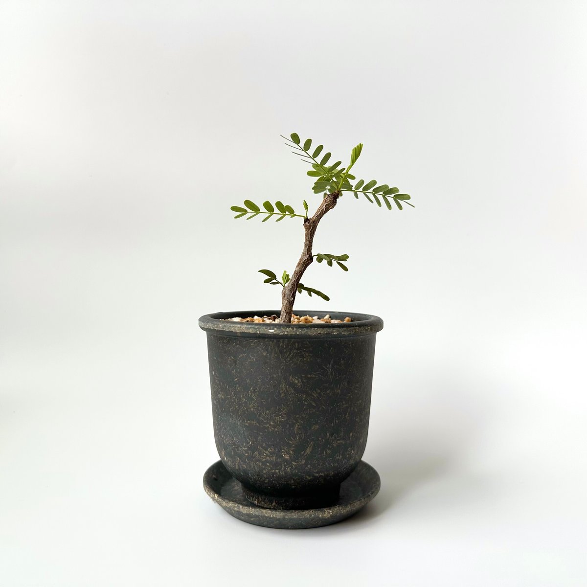 センナメリディオナリス 研げる 