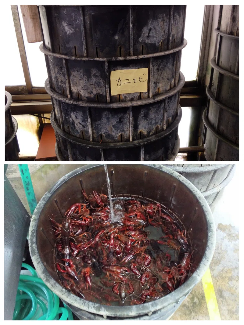 エビガニを実食し、そのルーツに迫る/Crayfish@千葉県北総地区|魚介馬鹿一代/Fish Nerd Life