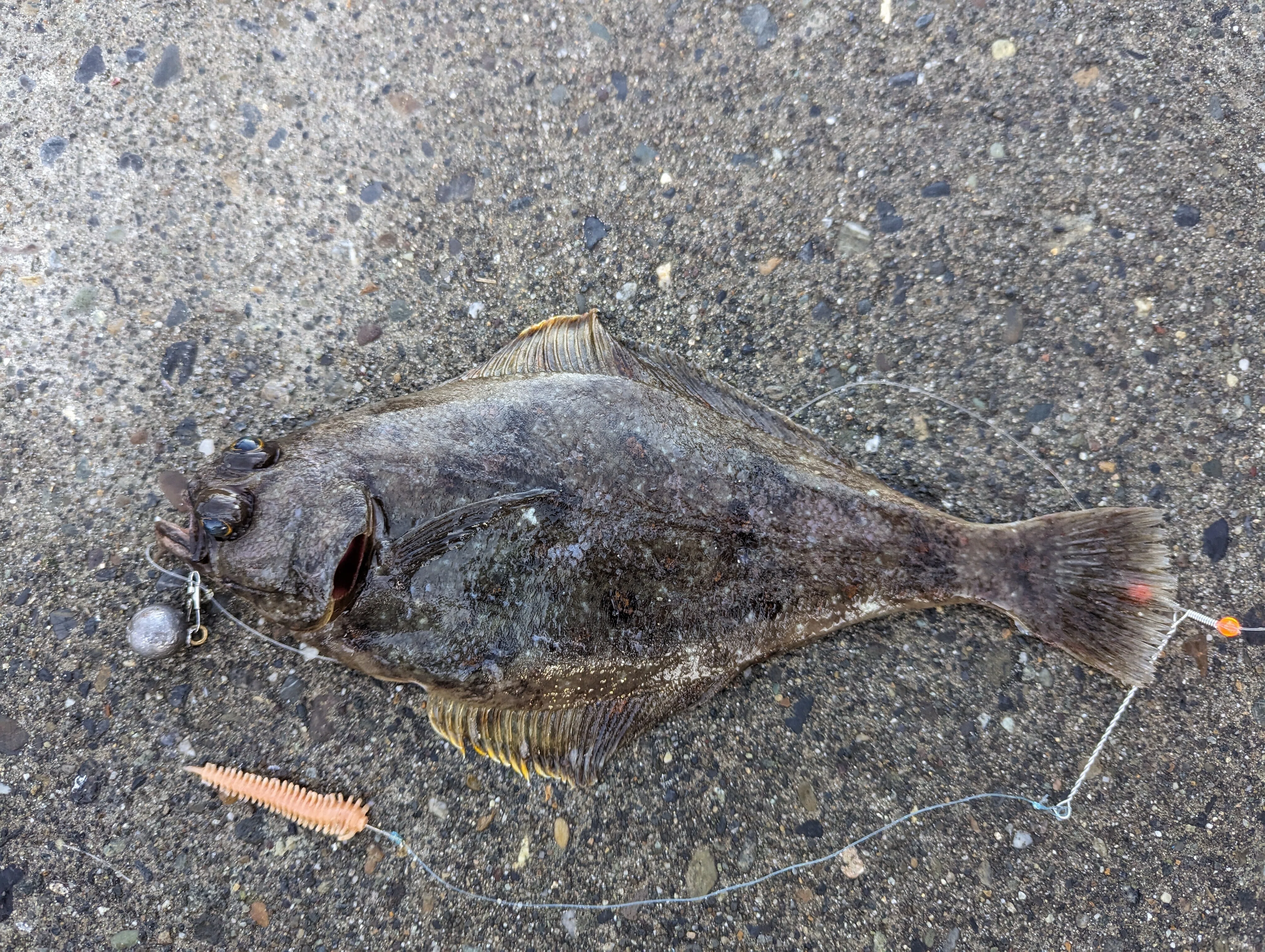 Outdoors in Seattle - Flounder Fishing Edition -｜福原たまねぎ