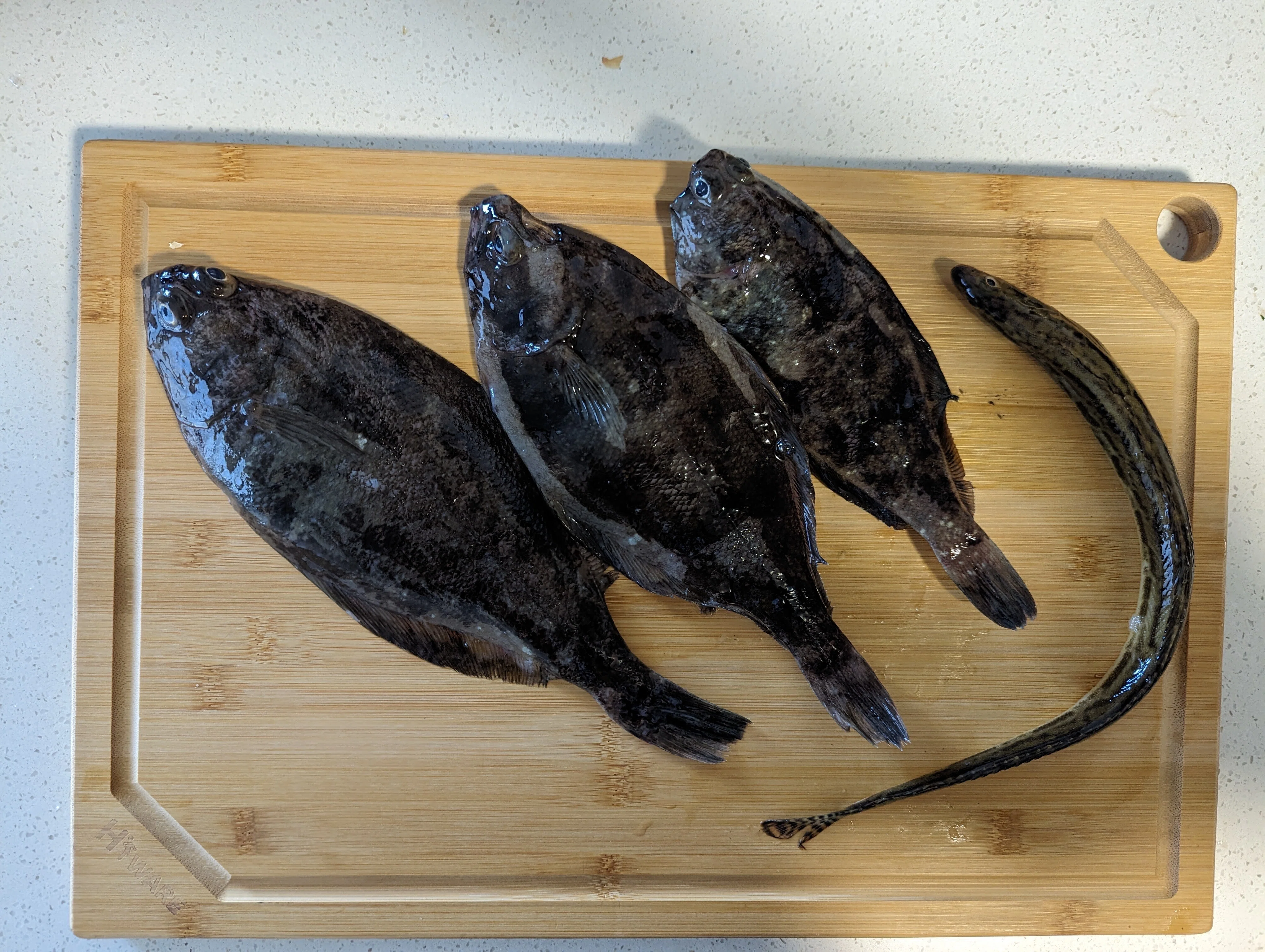 Outdoors in Seattle - Flounder Fishing Edition -｜福原たまねぎ