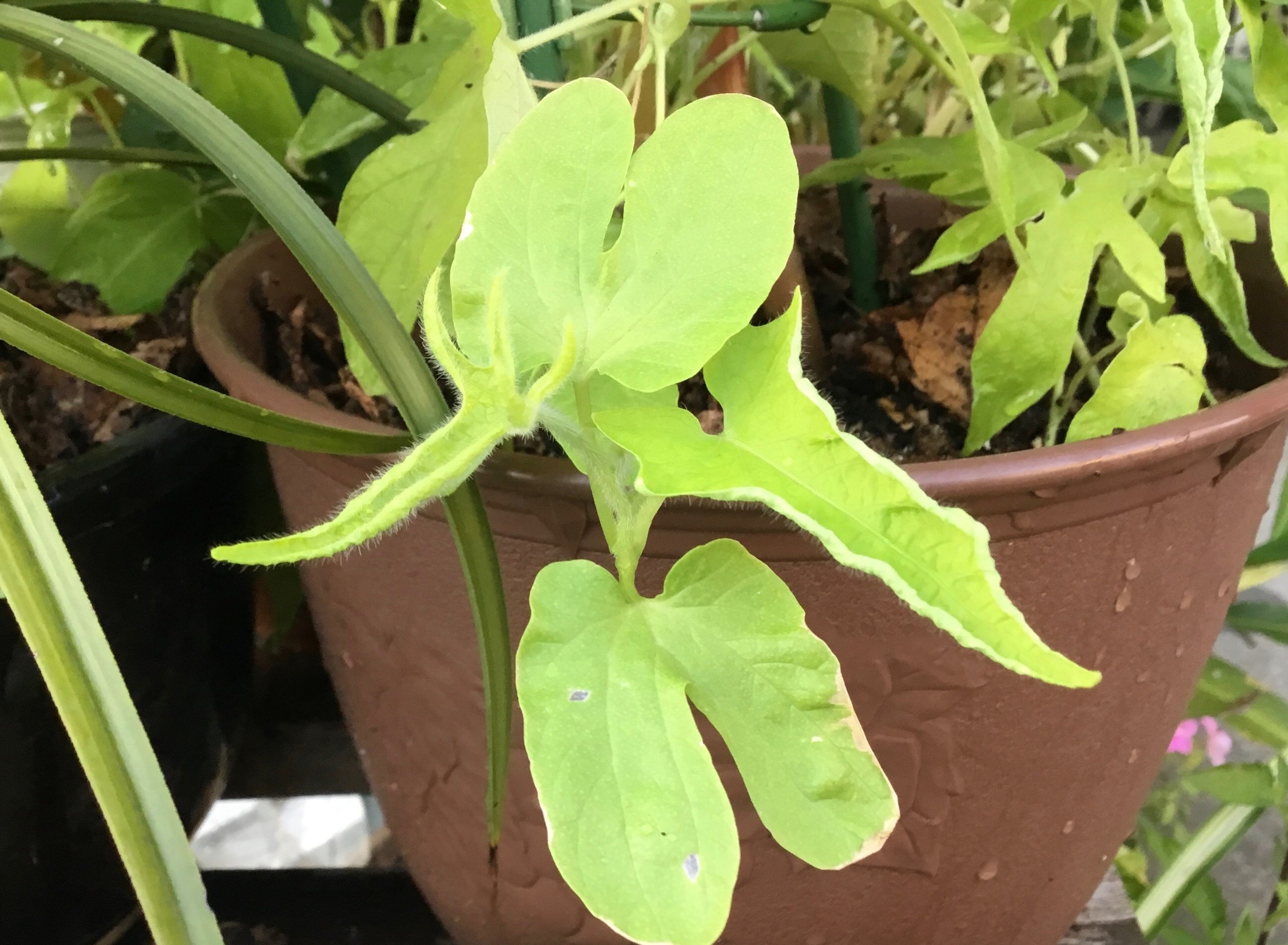 咲きました！黄蜻蛉立田葉紅筒白切咲｜Chappy