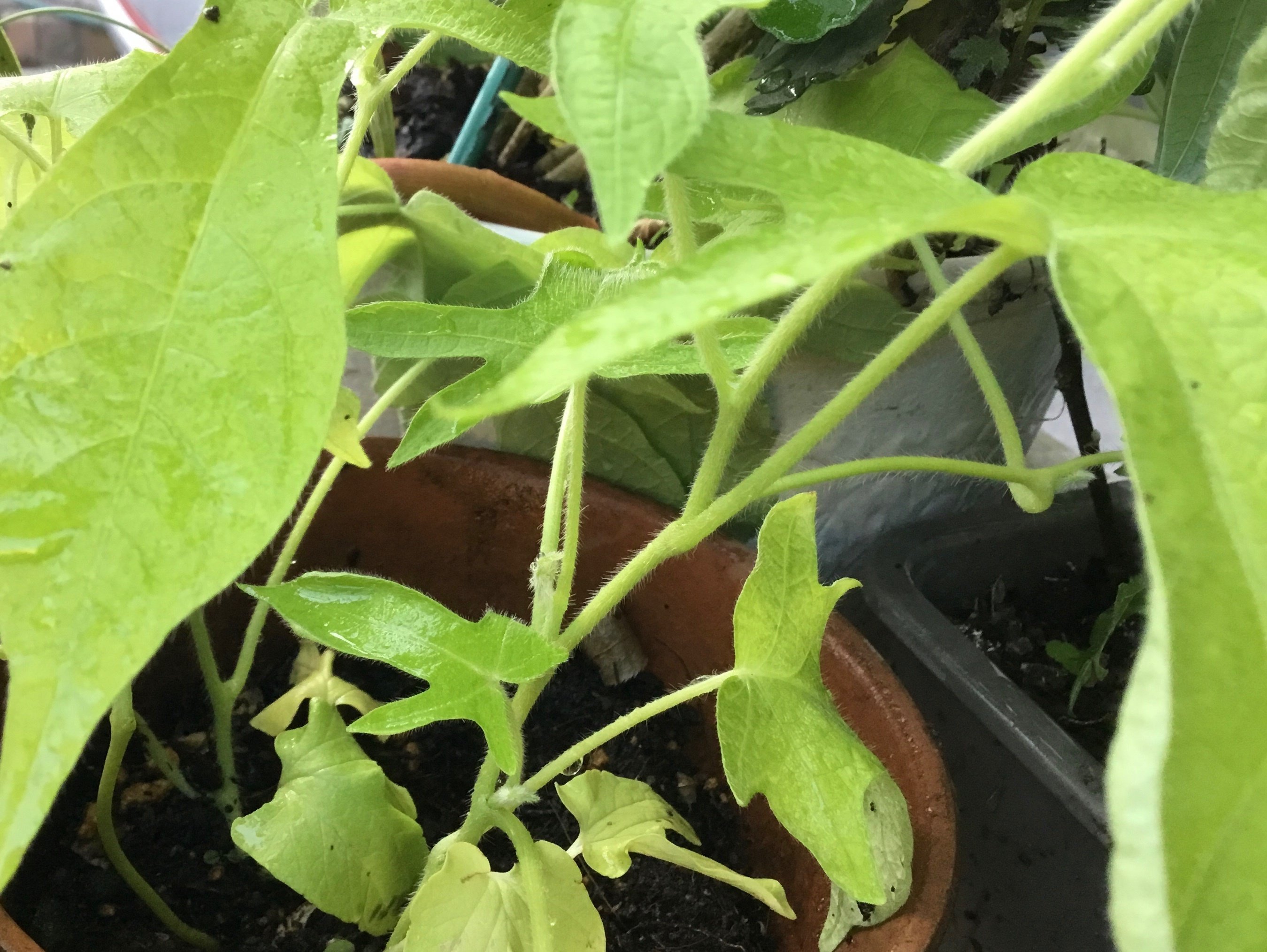 咲きました！黄蜻蛉立田葉紅筒白切咲｜Chappy