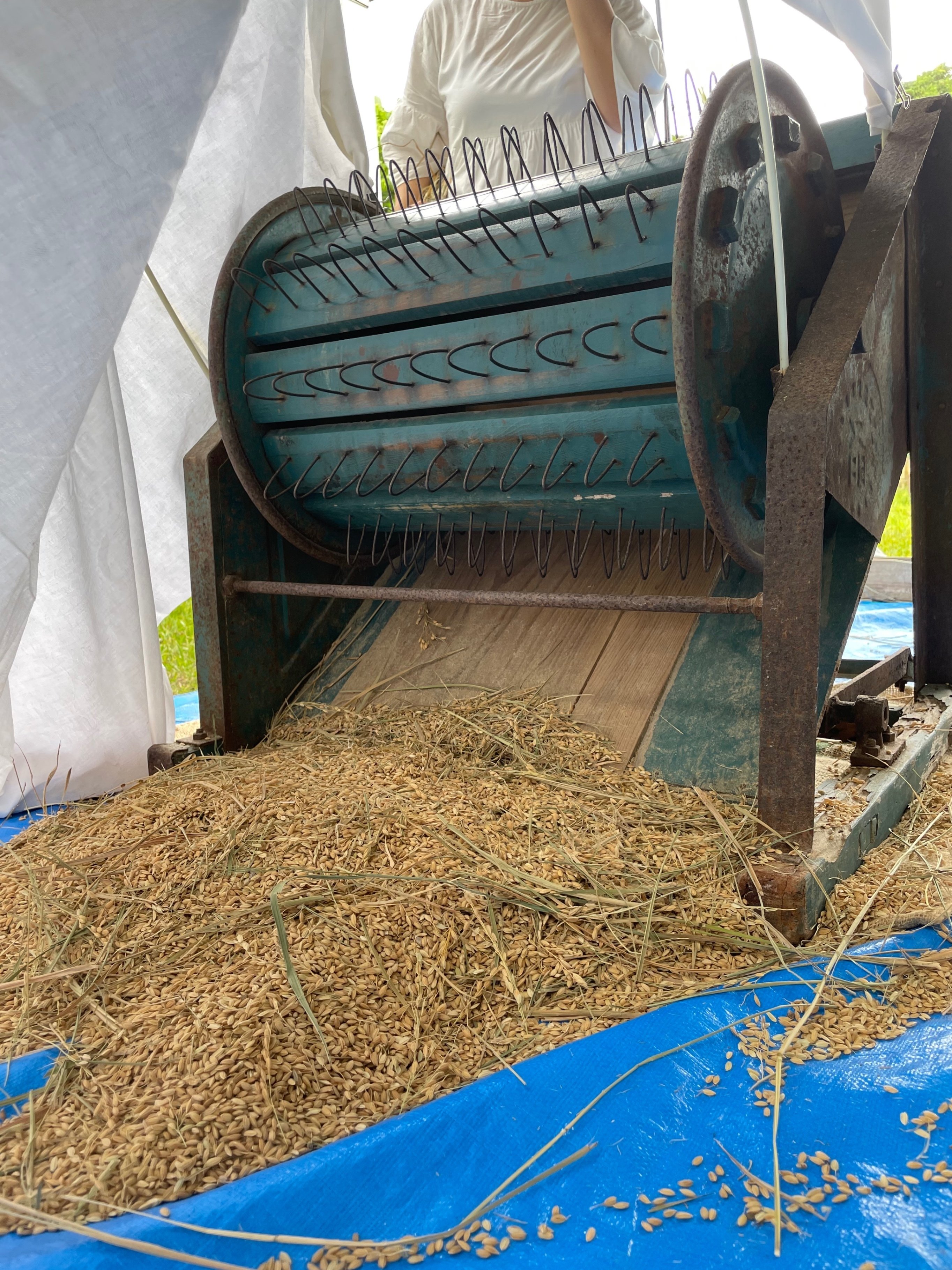 足踏み脱穀はリズムよく【2023.07.15】｜Sunshine Farm Okinawa