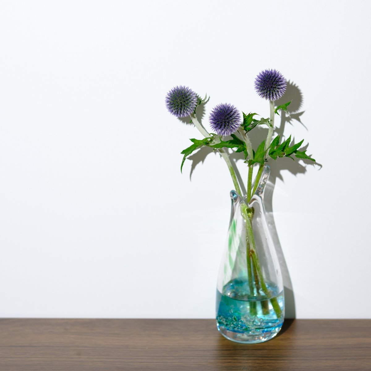 瑠璃玉薊（ルリタマアザミ）｜タキツネ | 花の写真を撮ります 