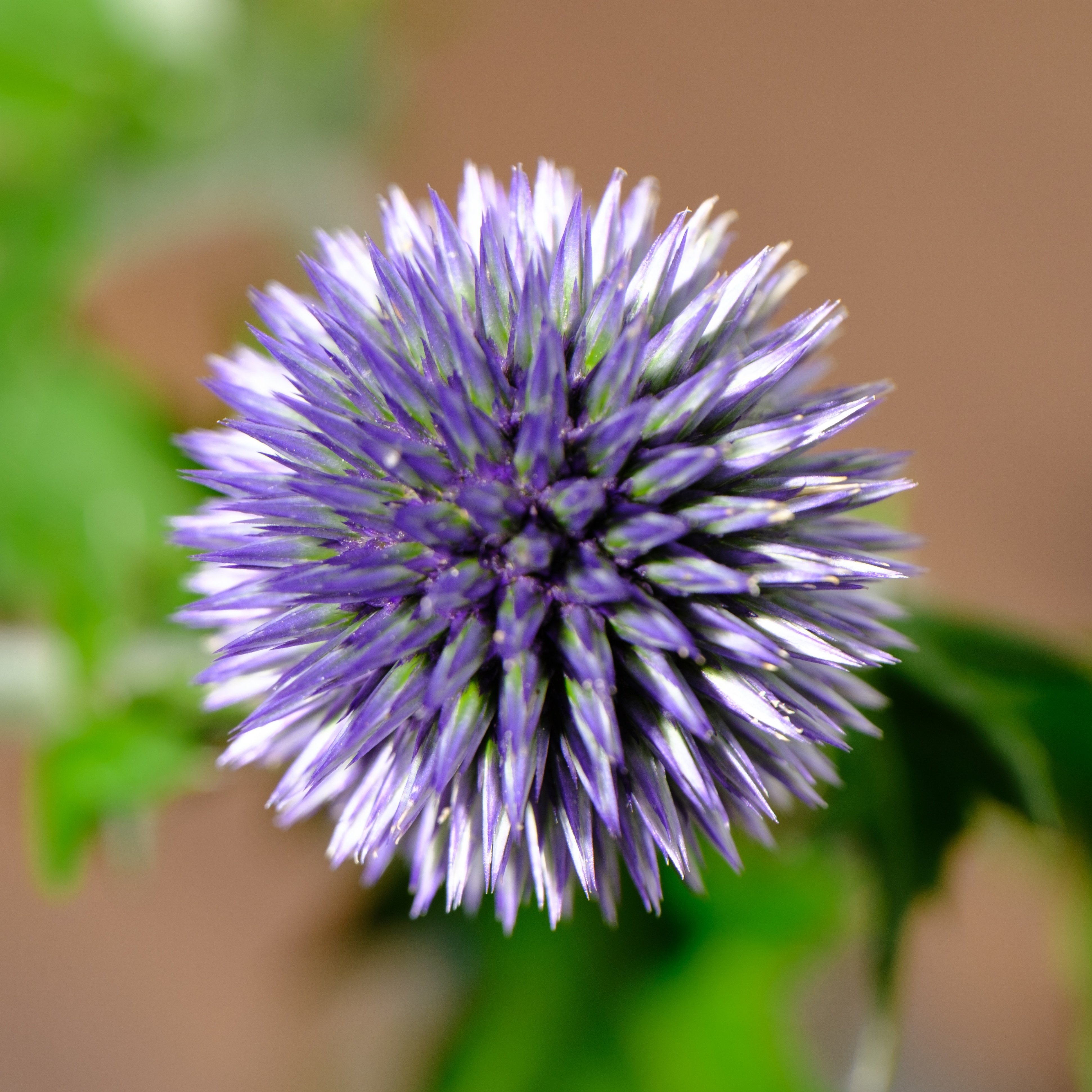 瑠璃玉薊（ルリタマアザミ）｜タキツネ | 花の写真を撮ります