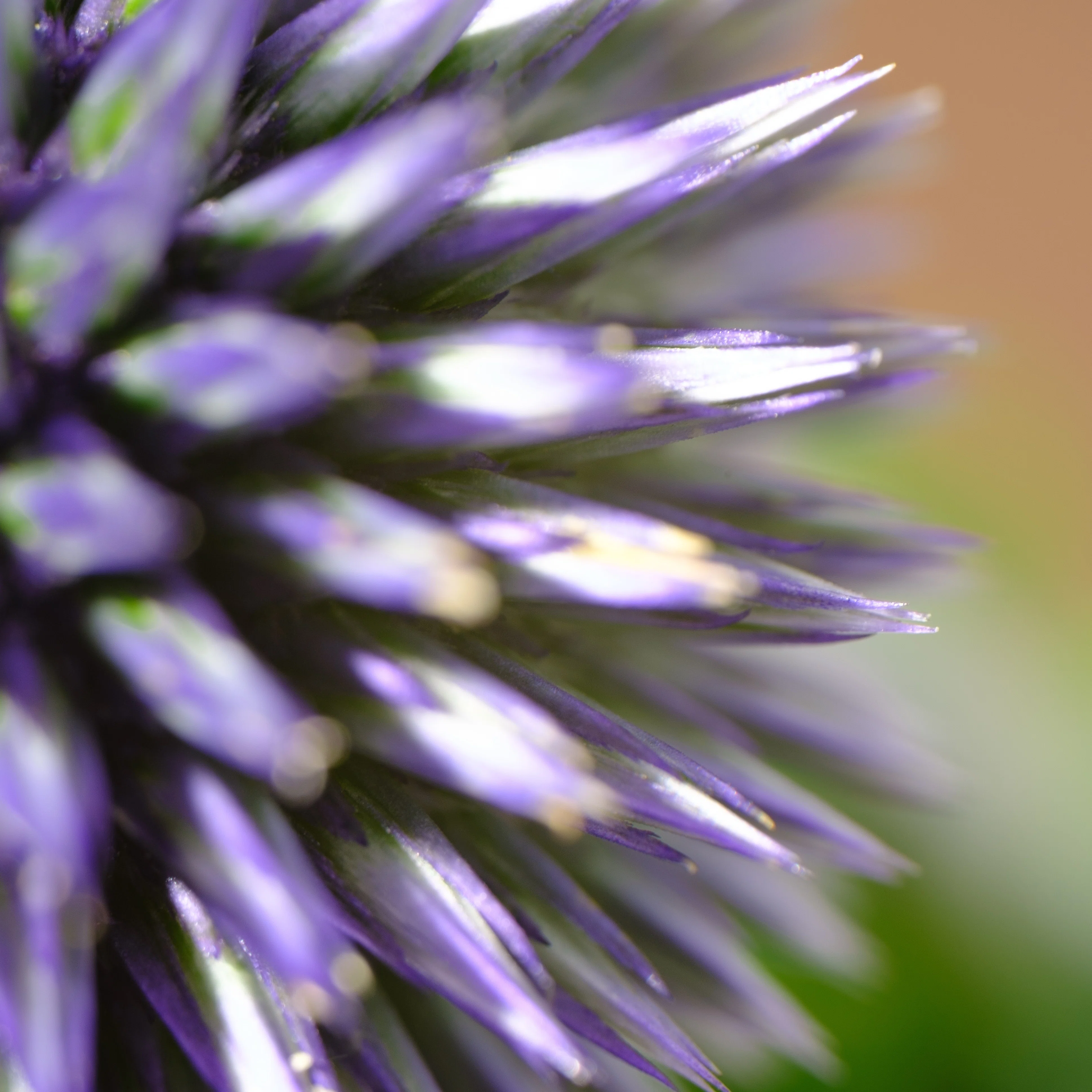 瑠璃玉薊（ルリタマアザミ）｜タキツネ | 花の写真を撮ります