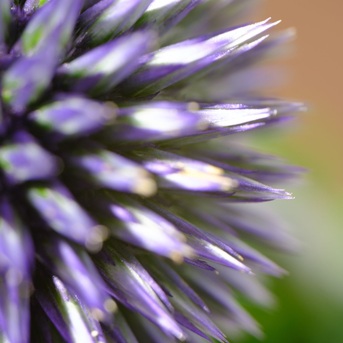 瑠璃玉薊（ルリタマアザミ）｜タキツネ | 花の写真を撮ります 