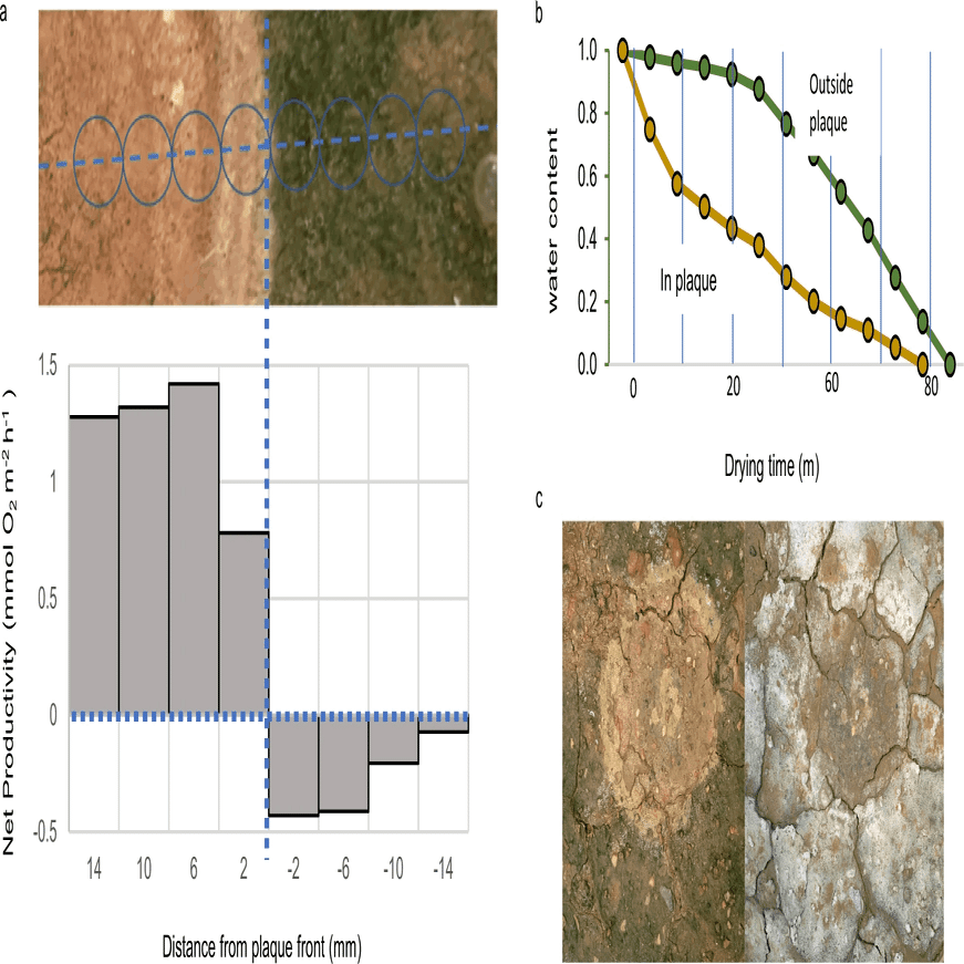 土壌バイオクラスト中のシアノバクテリアに対するバクテリア捕食の高い影響｜哉百名, image size:1957x871