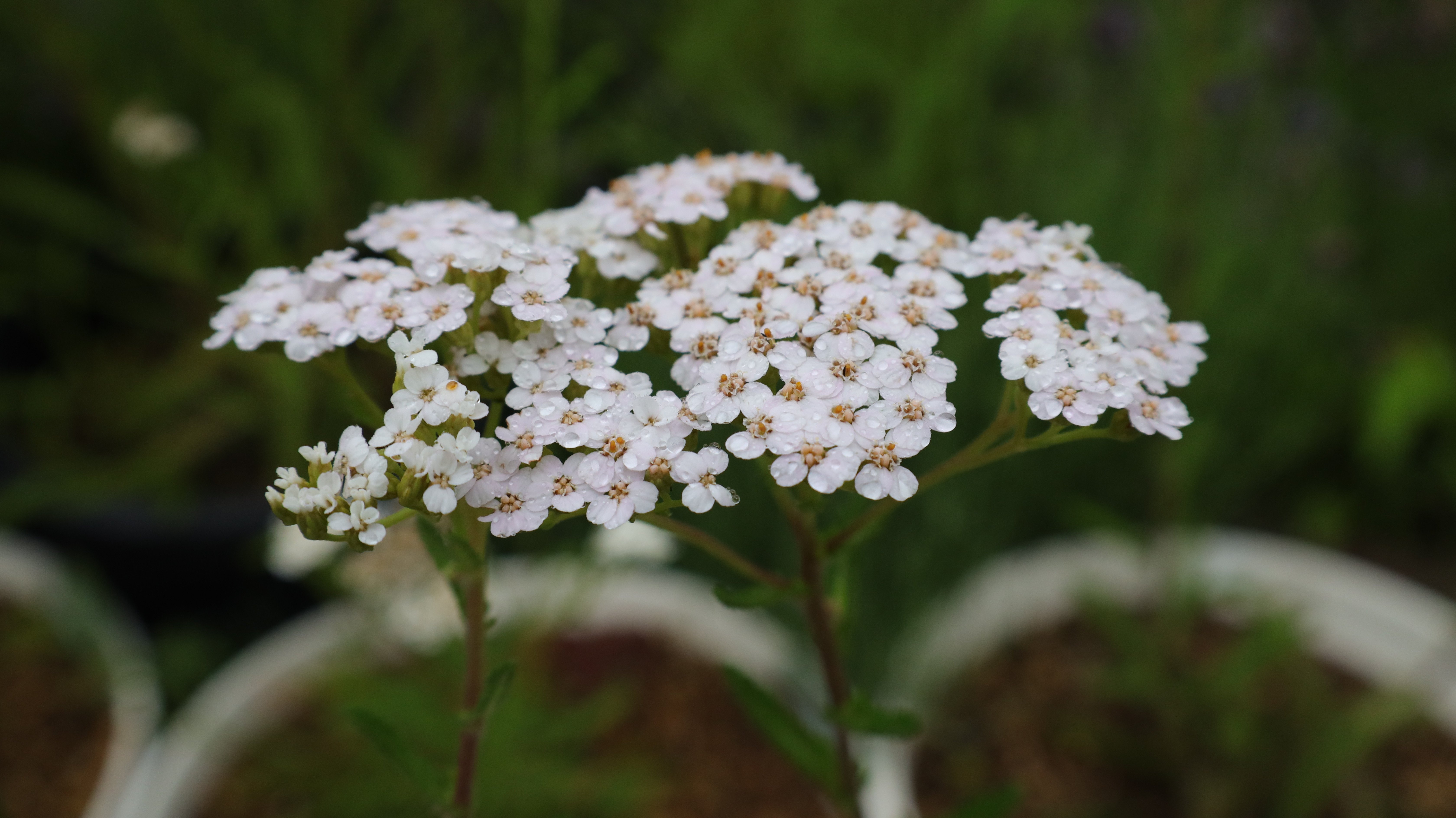 Scholarly of Yarrow's Picture.｜エフゲニーマエダ（平成林業。）