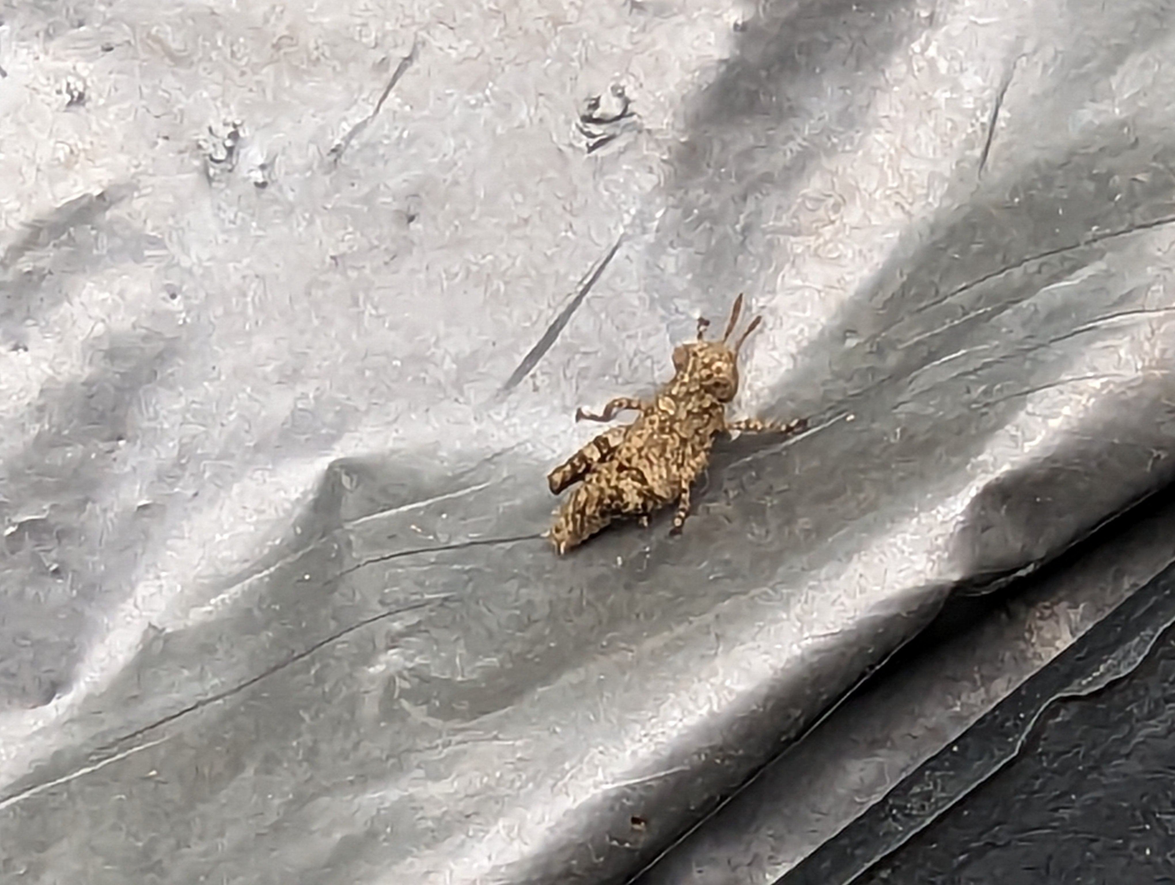 畑の虫たち イボバッタの赤ちゃん｜annon