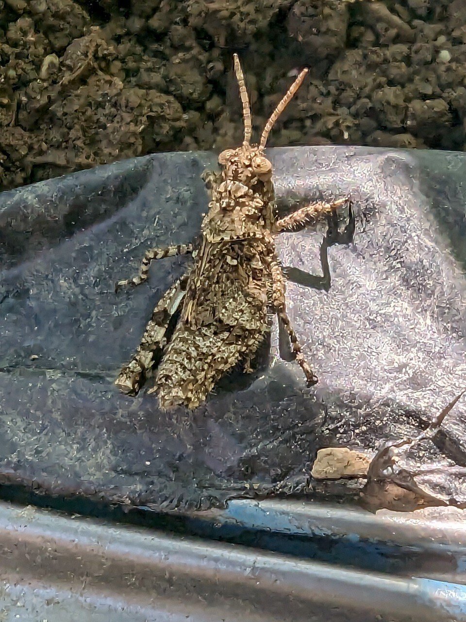 畑の虫たち イボバッタの赤ちゃん｜annon