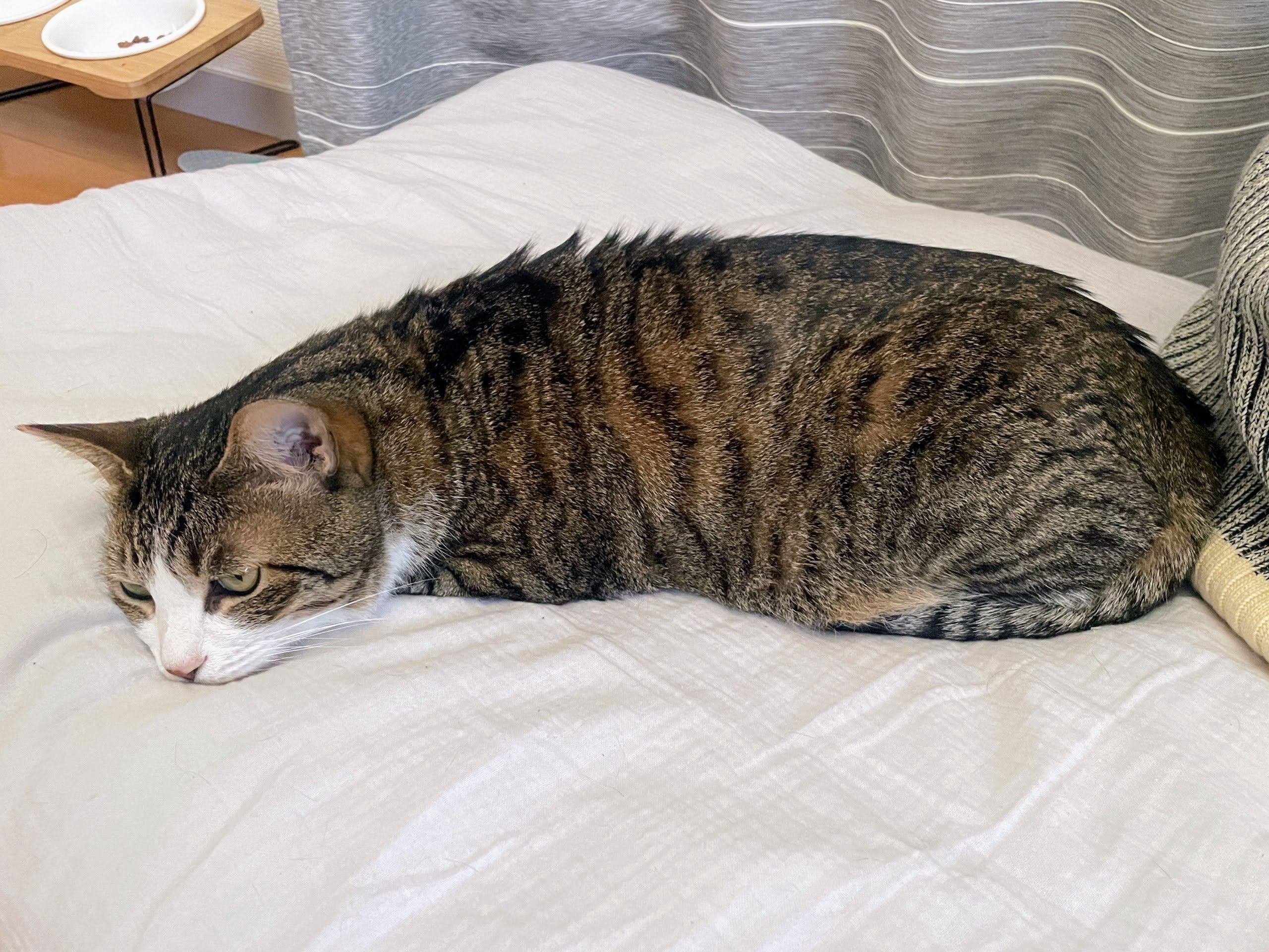 速水御舟のねこ・ネコ・猫｜美術館とお寺と猫