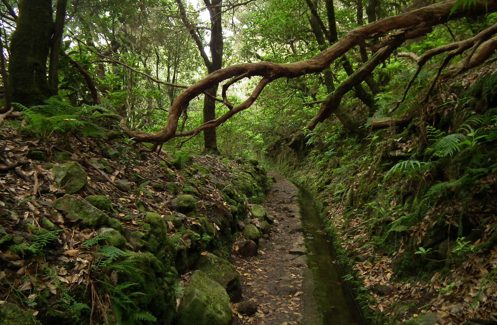読書感想 照葉樹林文化とは何か／佐々木 高明｜とらつぐみ