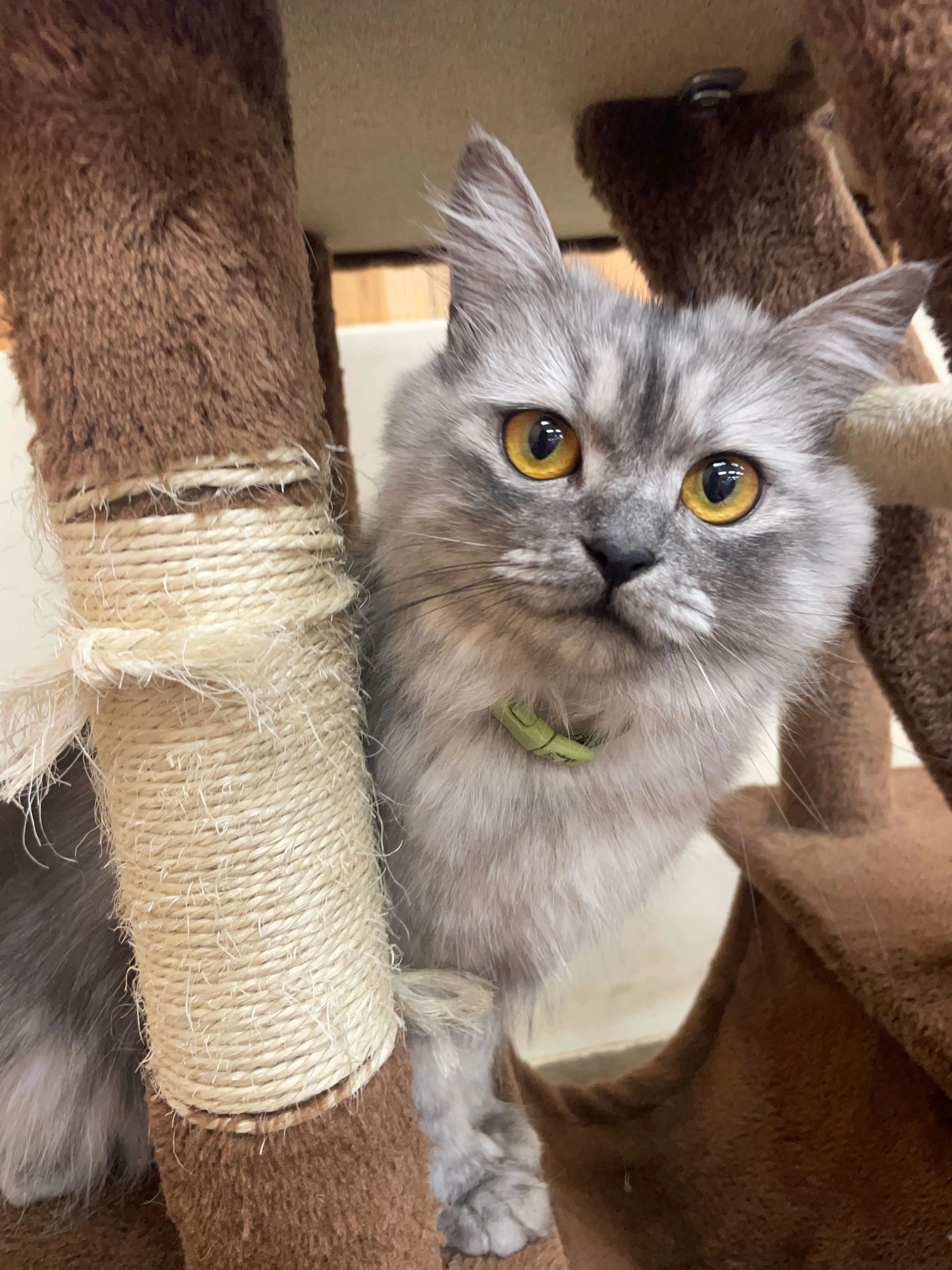 新入り猫の紹介🐈｜那須どうぶつ王国公式note