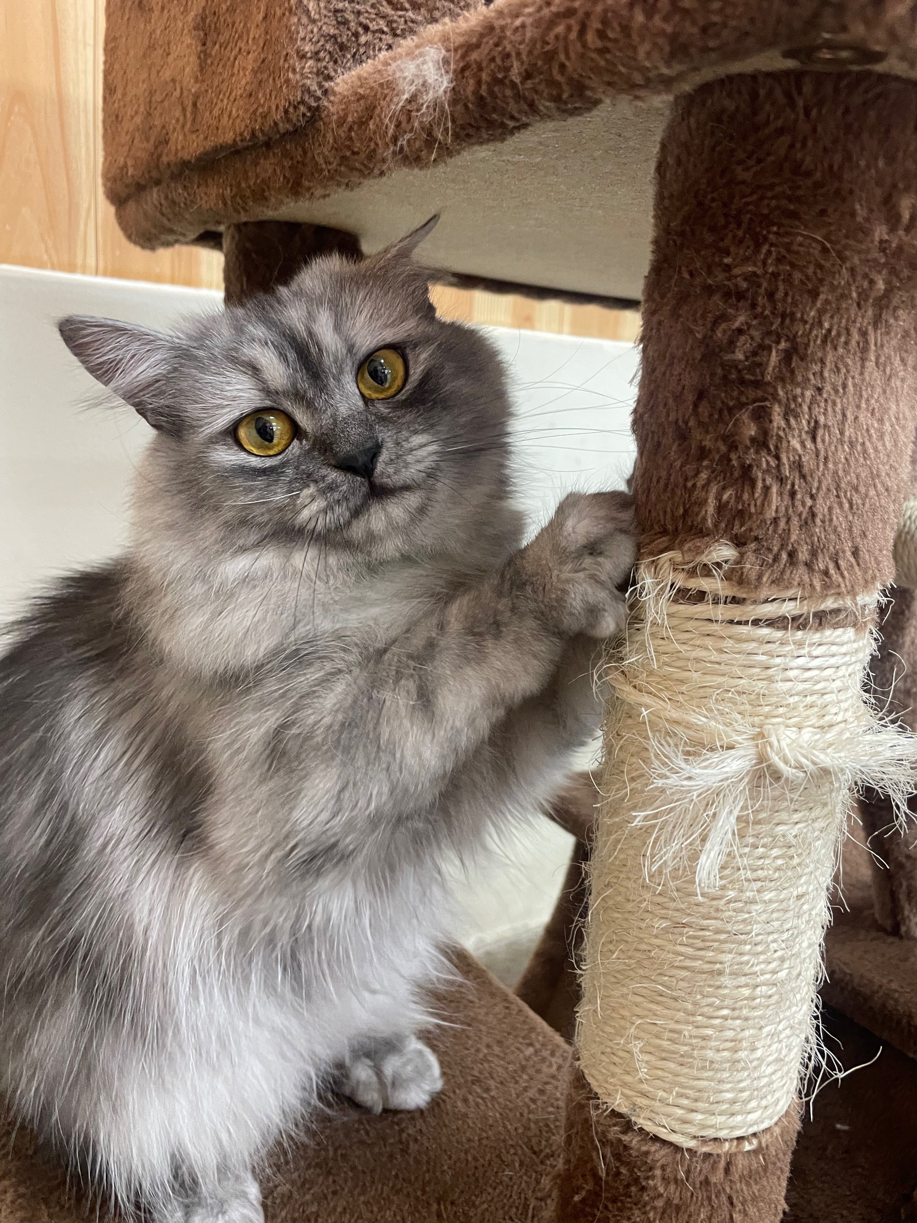 猫飼ってます 楽天市場】なでなでねこちゃんEX ラグドール 寂しさを埋めてくれる相棒