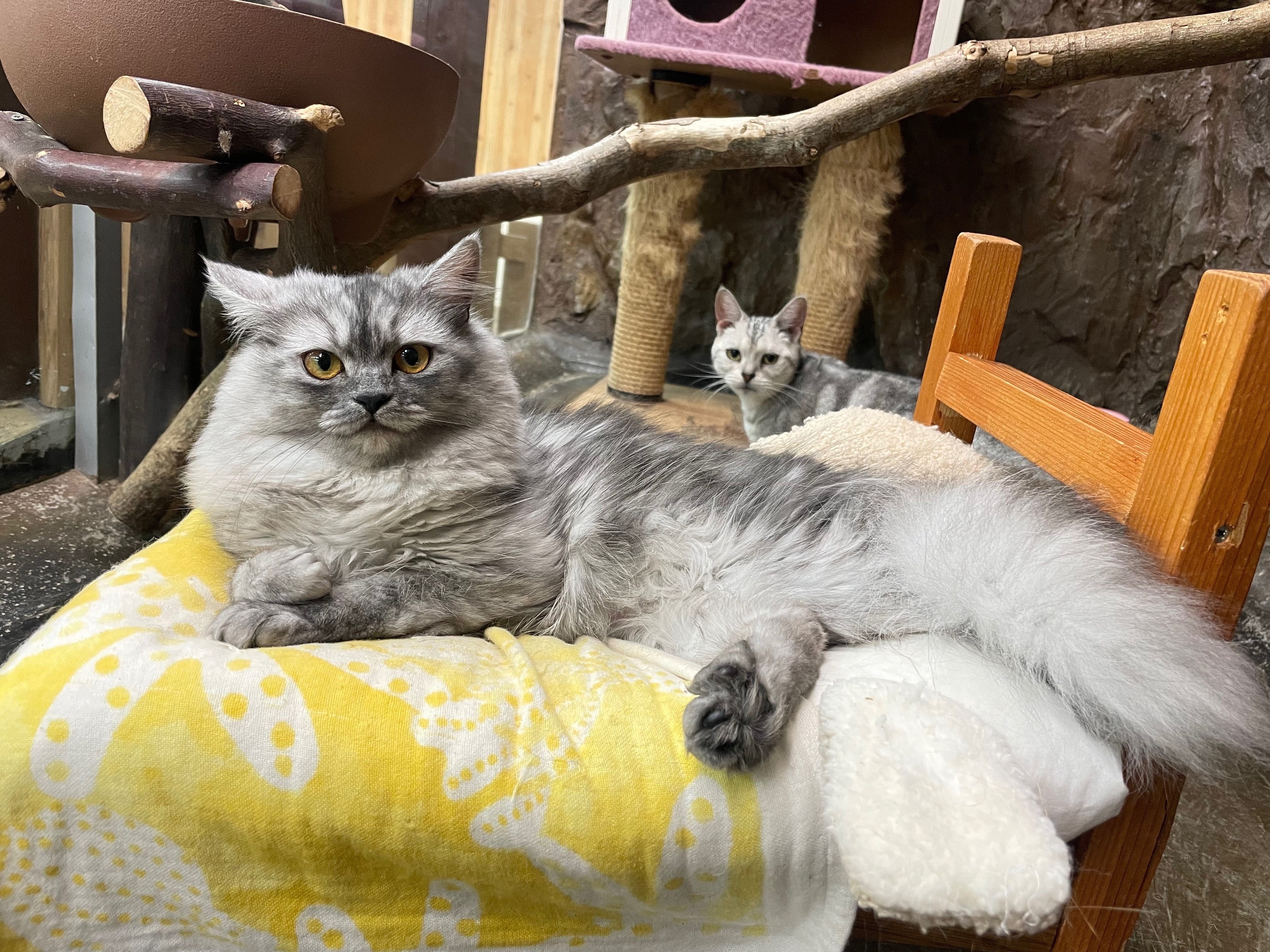 新入り猫の紹介🐈｜那須どうぶつ王国公式note