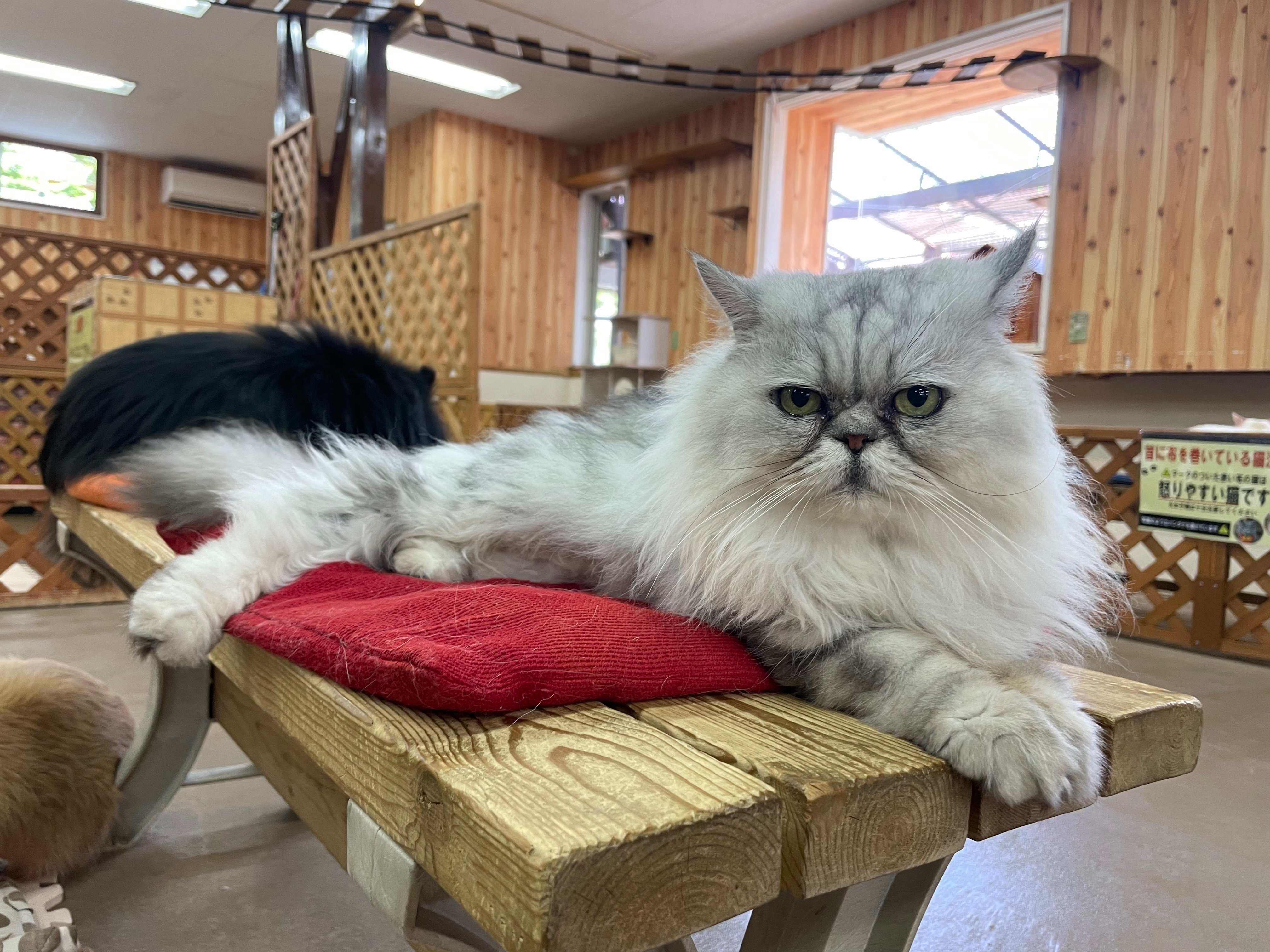 ねこ 在庫確認お願いしますページ ネコの本ッ！！ 新刊ッ！！ 出ぇるぅぅぅぅぅーーーーーッ