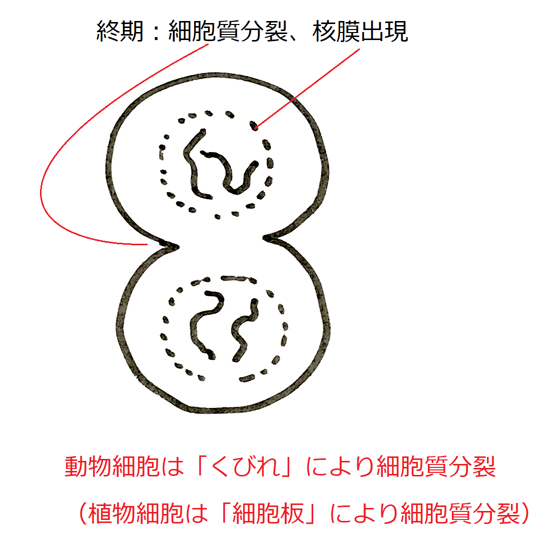 高校生物基礎】第７講「細胞はどのように増えるのか？」｜矢口はっぴー, image size:1105x1097