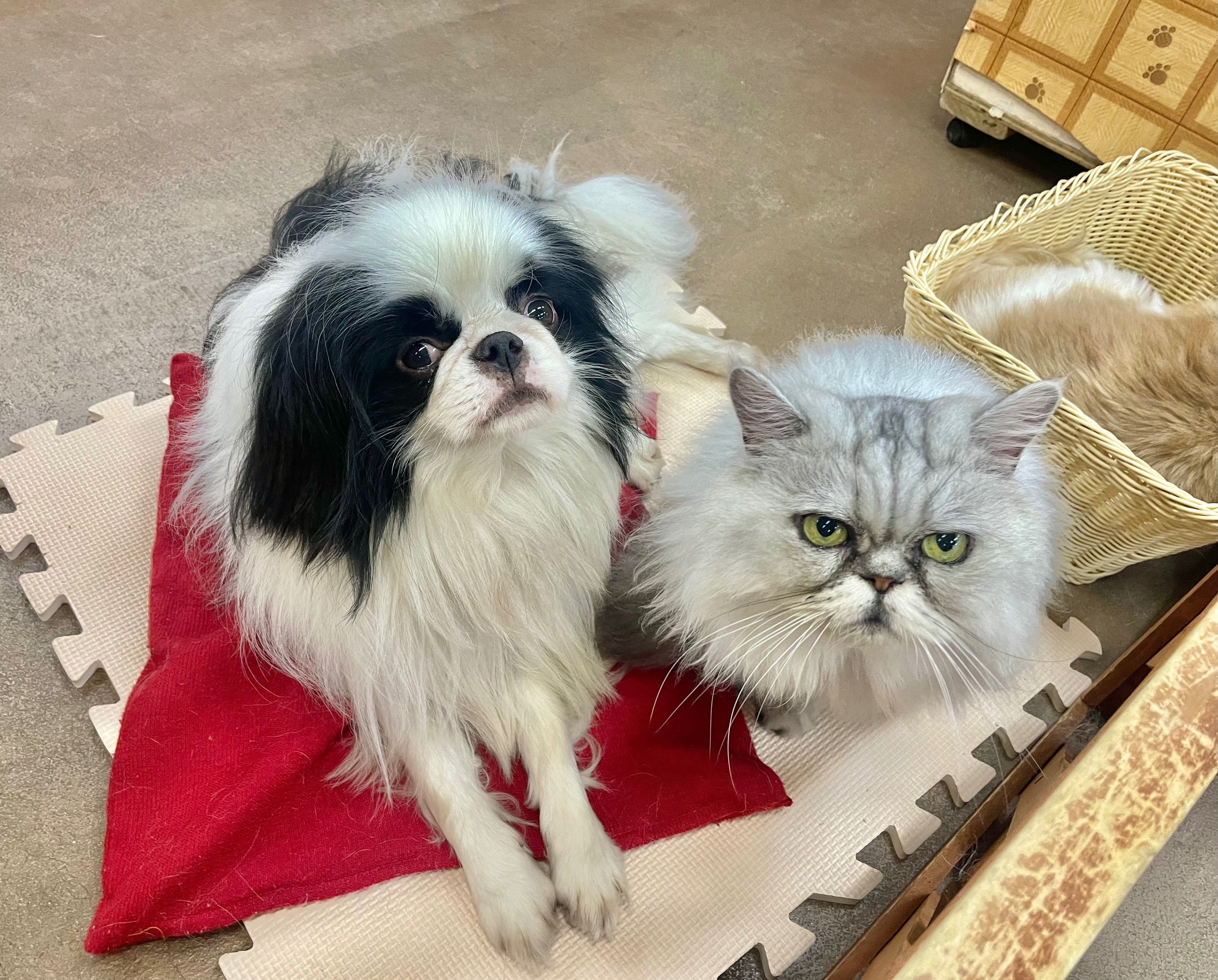 新入り猫の紹介🐈｜那須どうぶつ王国公式note