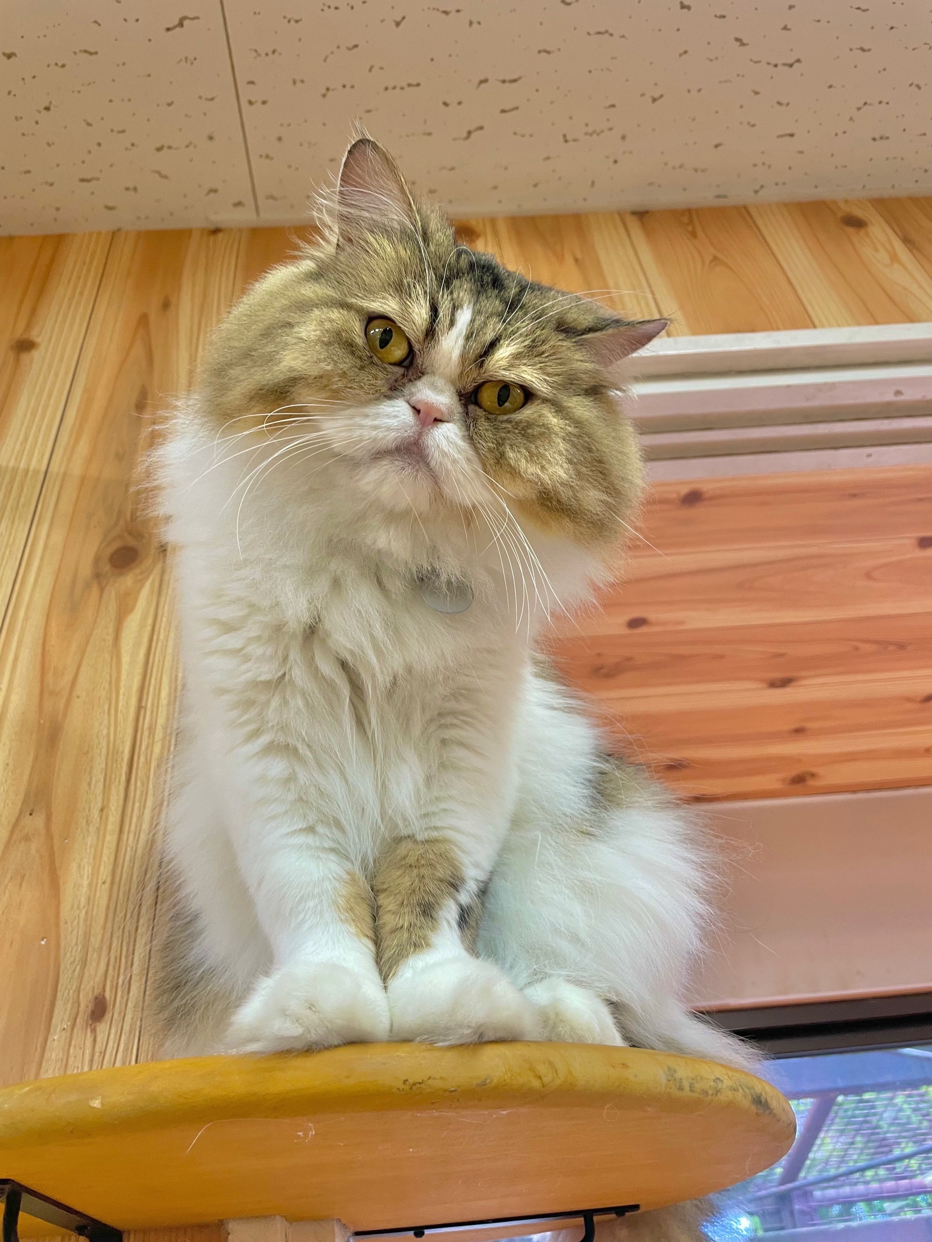 新入り猫の紹介🐈｜那須どうぶつ王国公式note