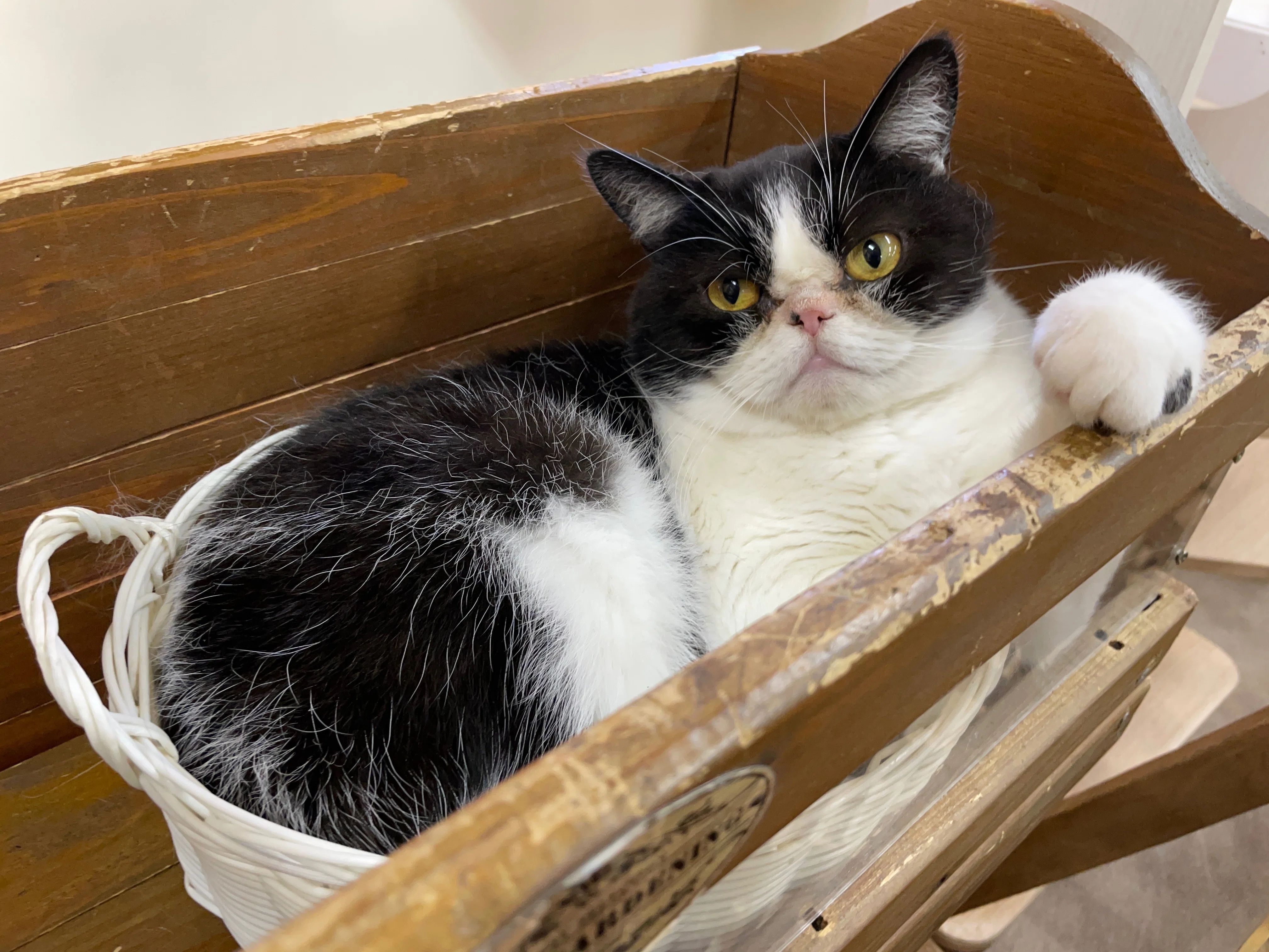 新入り猫の紹介🐈｜那須どうぶつ王国公式note